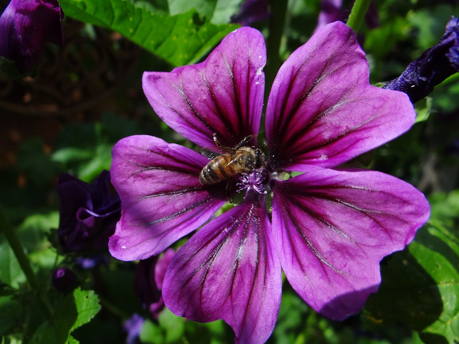 Sony Cyber-shot DSC-HX100V sample photo. Flower, bee, garden photography