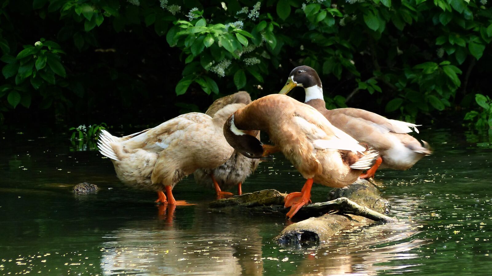 Panasonic Lumix DMC-FZ200 sample photo. Bird, duck, nature photography