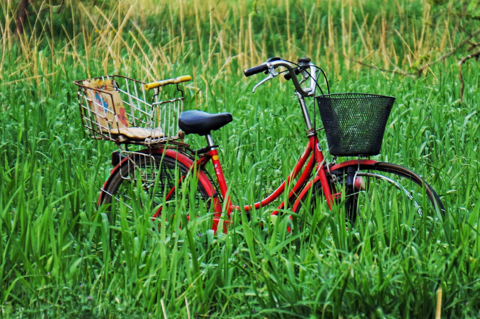 Sony Alpha a5000 (ILCE 5000) + Sony E 55-210mm F4.5-6.3 OSS sample photo. Bike, abstract, forest photography