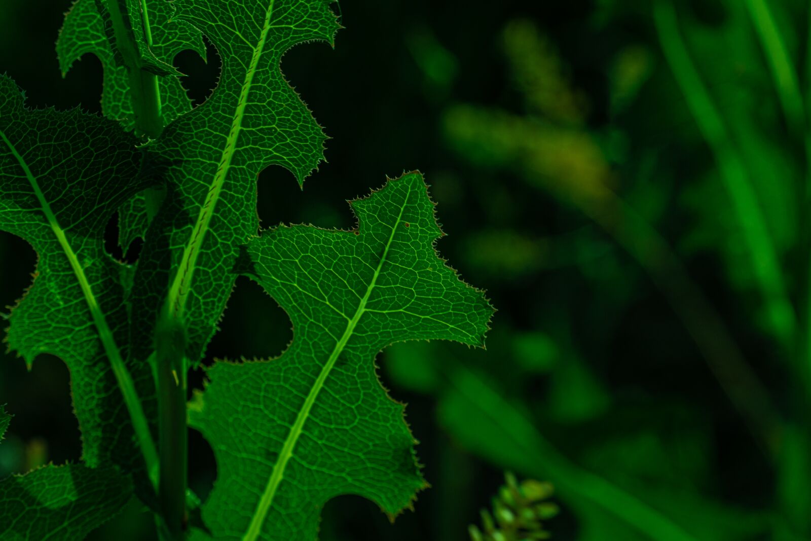 Sony a6600 sample photo. Green leaf, plant, green photography