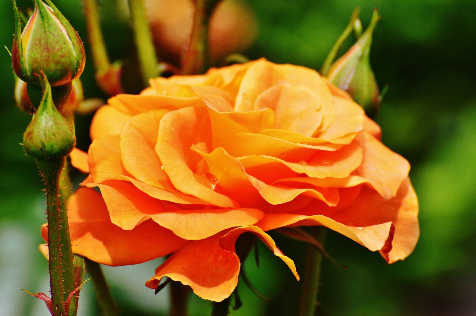 Nikon D3200 sample photo. Rose, orange, flower photography