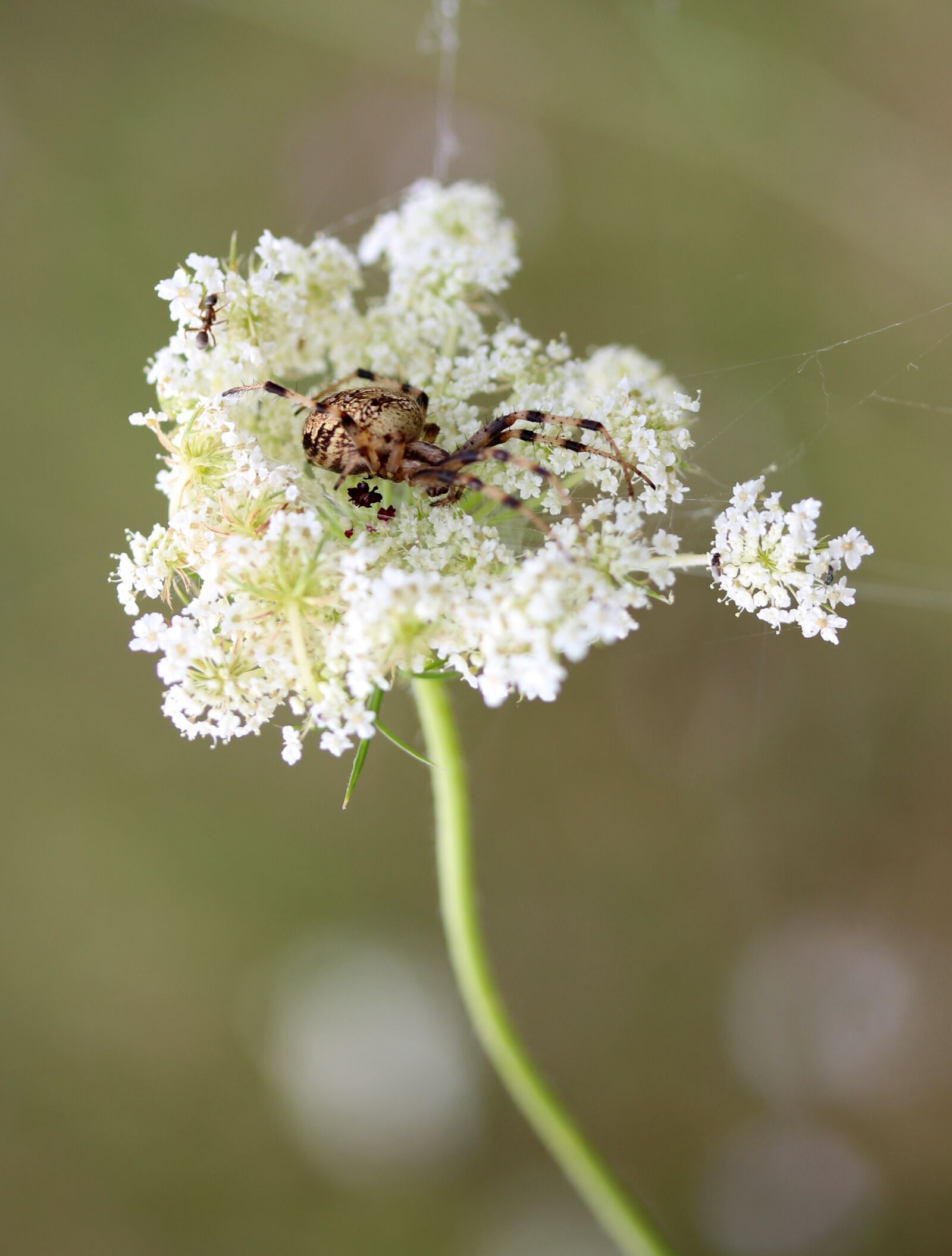 Canon EF-S 60mm F2.8 Macro USM sample photo. Spider, flower, white photography