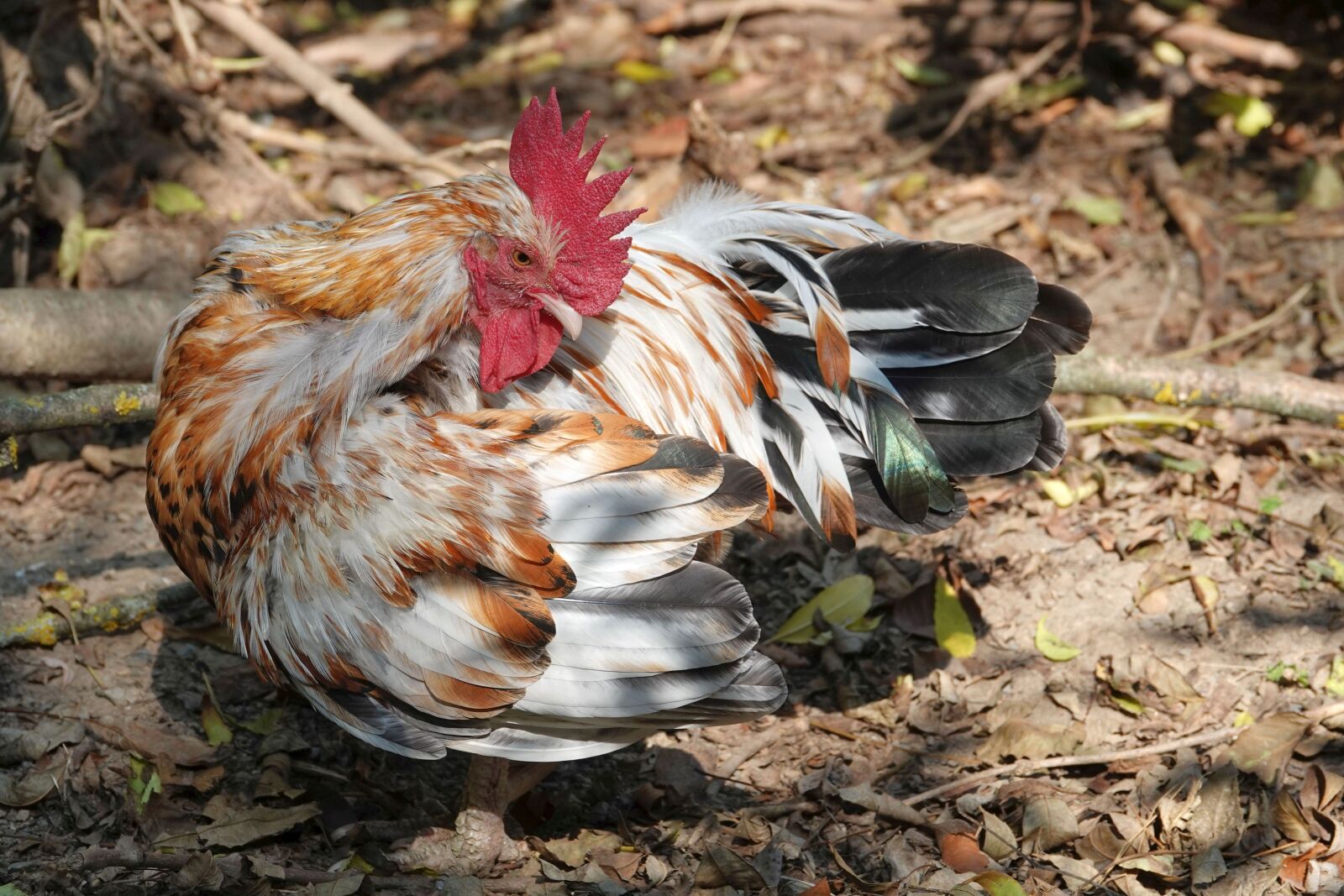 Sony Cyber-shot DSC-RX10 IV sample photo. Hahn, plumage, gockel photography