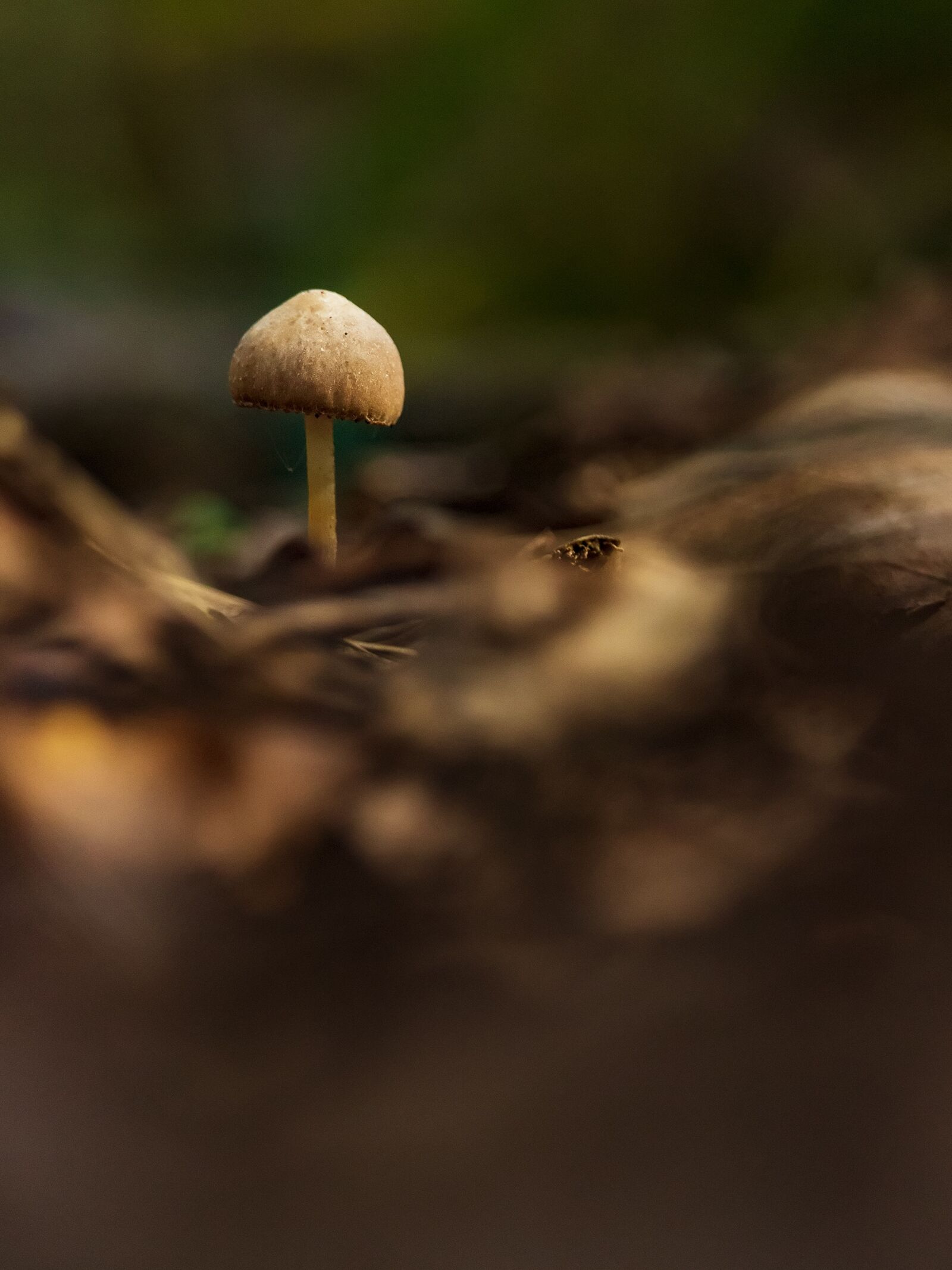 Canon EF-S 55-250mm F4-5.6 IS STM sample photo. Fungus, nature, only photography