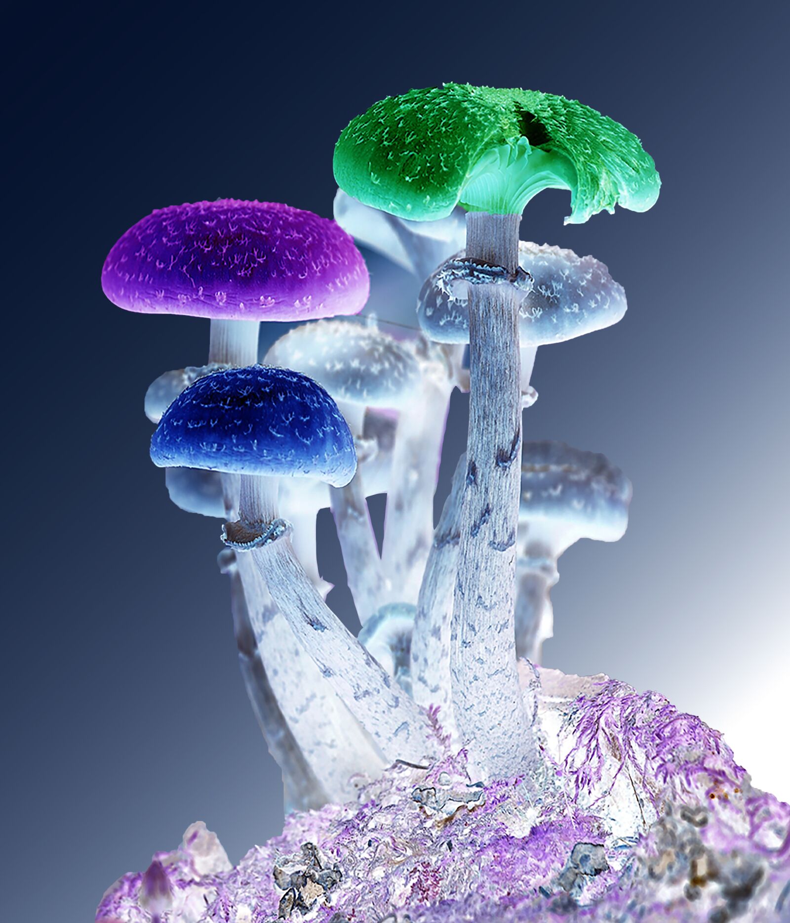 Canon EF 100-400mm F4.5-5.6L IS USM sample photo. Photoshop, mushrooms, psychedelic photography