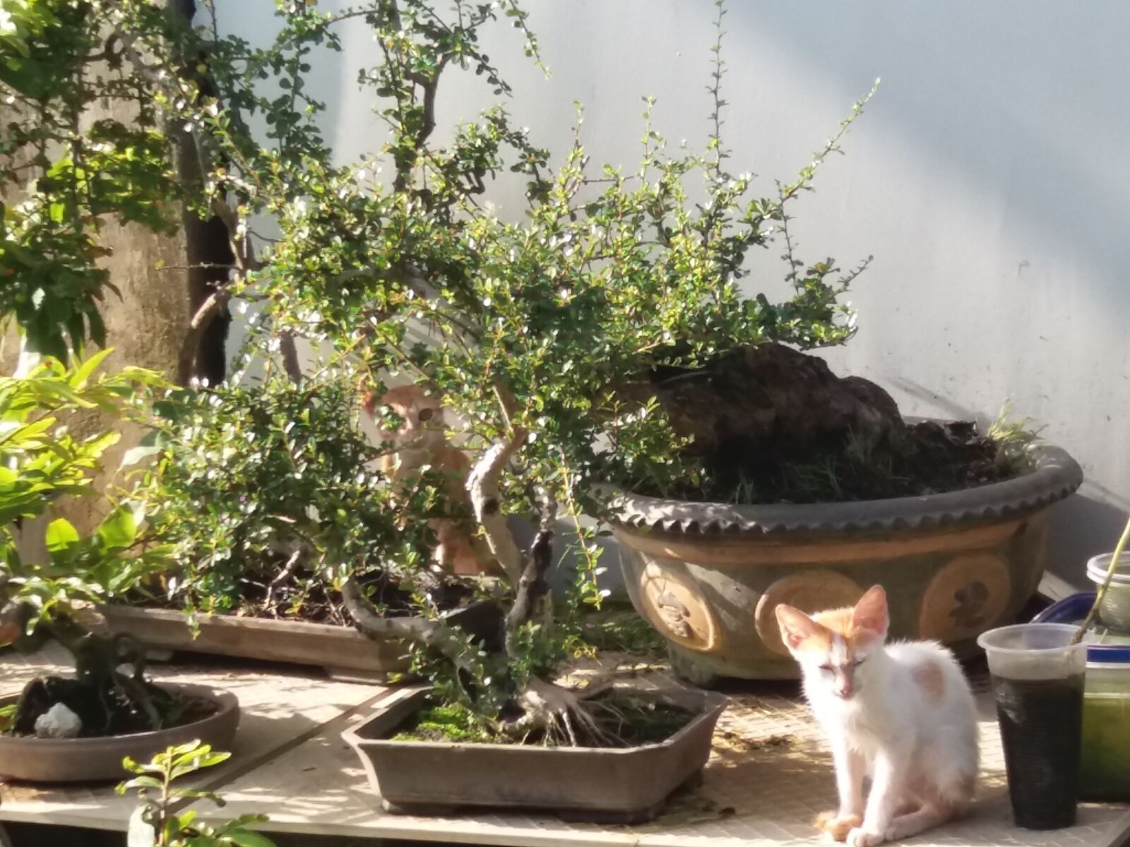 Samsung Galaxy J5 sample photo. Cat photography
