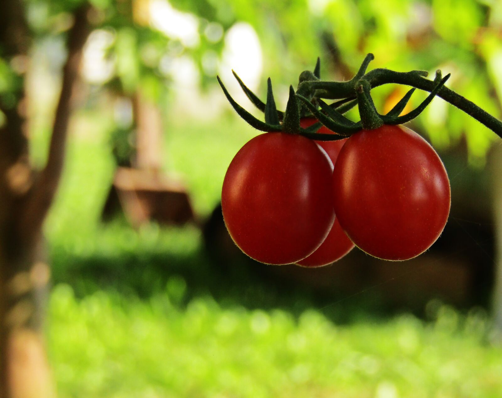 Canon PowerShot SX410 IS sample photo. Tomatoes, plants, garden photography