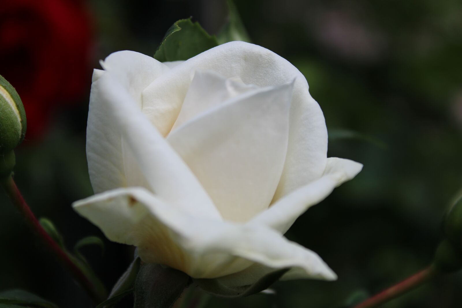 Canon EOS 2000D (EOS Rebel T7 / EOS Kiss X90 / EOS 1500D) sample photo. Rose, white, blossom photography