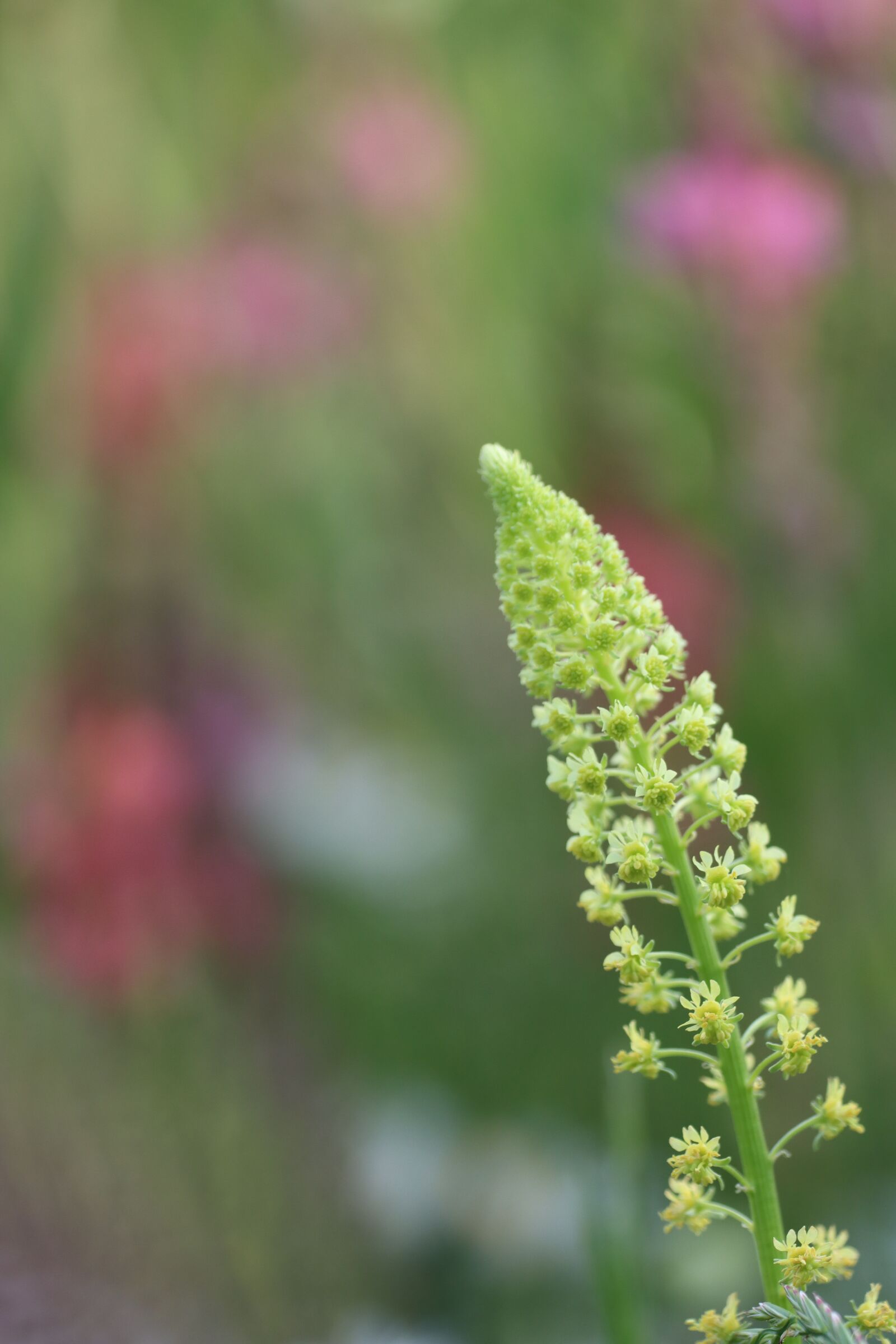 Canon EOS 90D sample photo. Flowers, meadow, yellow photography