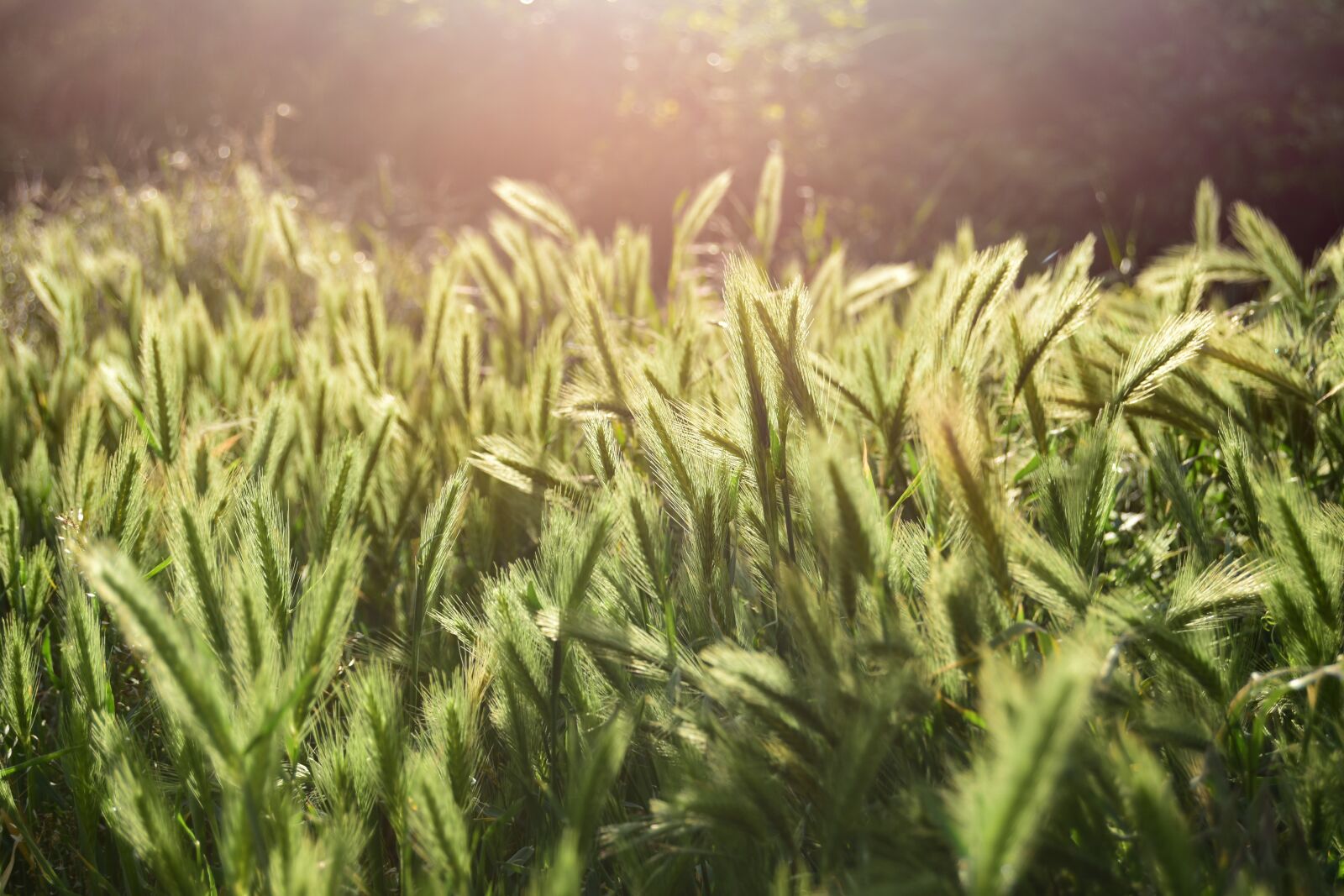 Nikon D5600 sample photo. Field, spike, holy photography