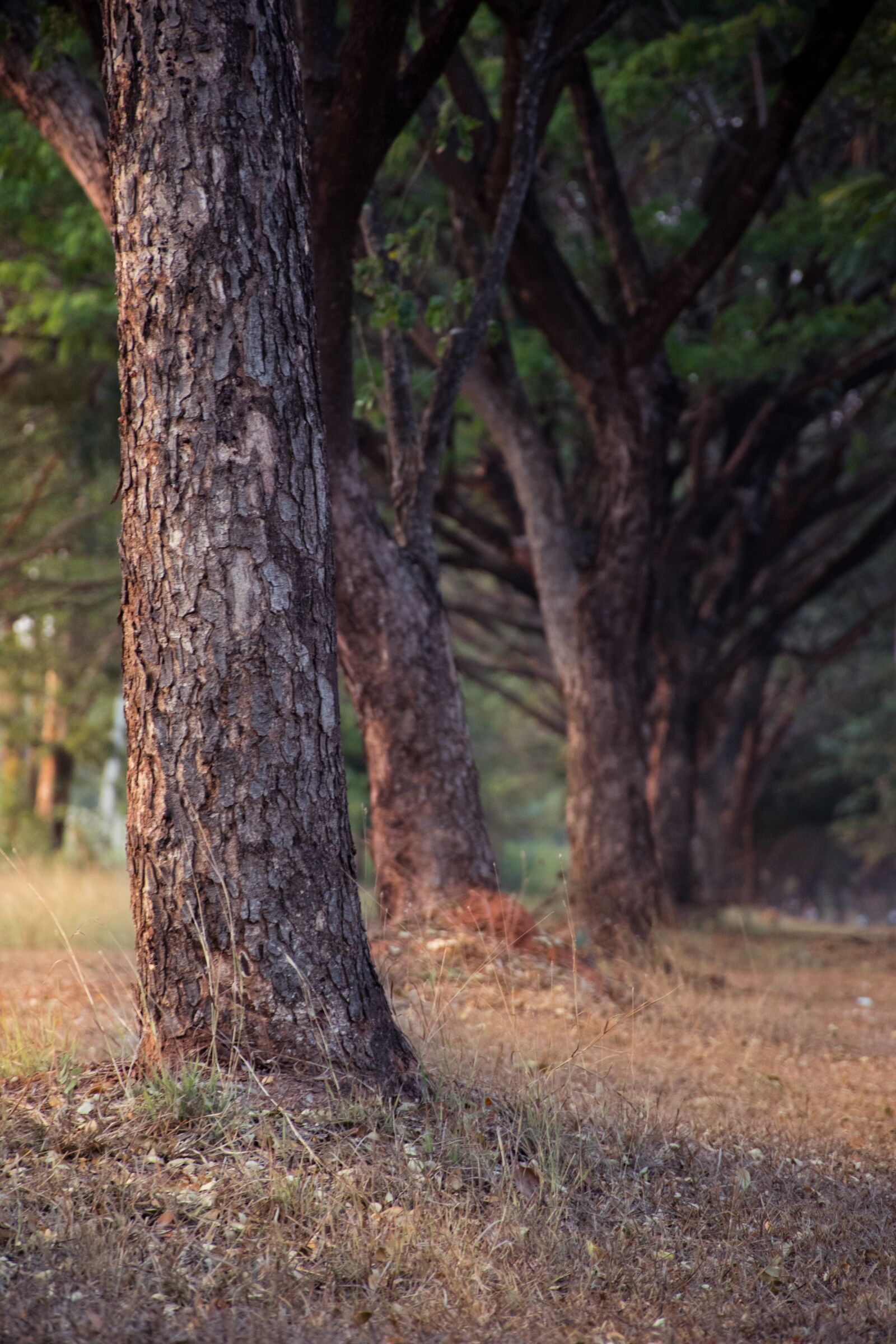 Nikon D5500 sample photo. Tree, nature, loneliness photography