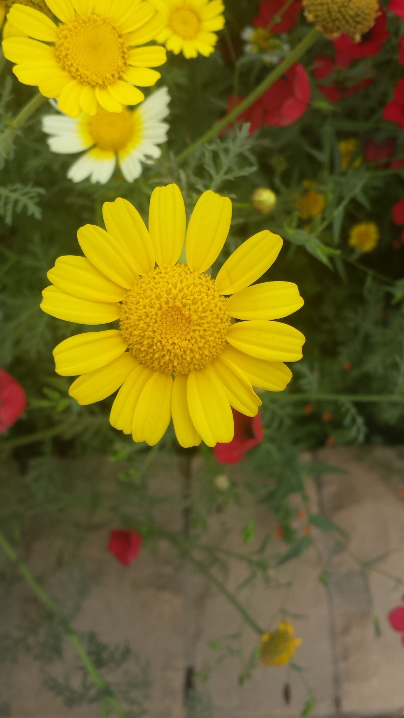 Samsung Galaxy S4 sample photo