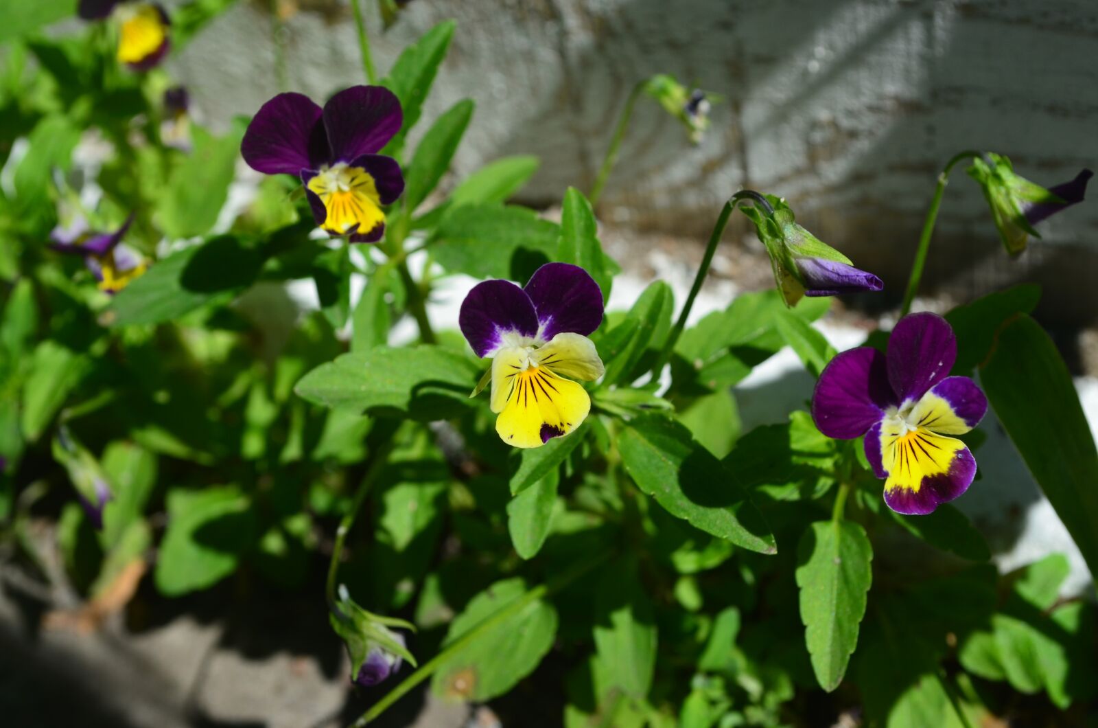 Nikon D5100 sample photo. Anythiny eyes, annie, flowers photography