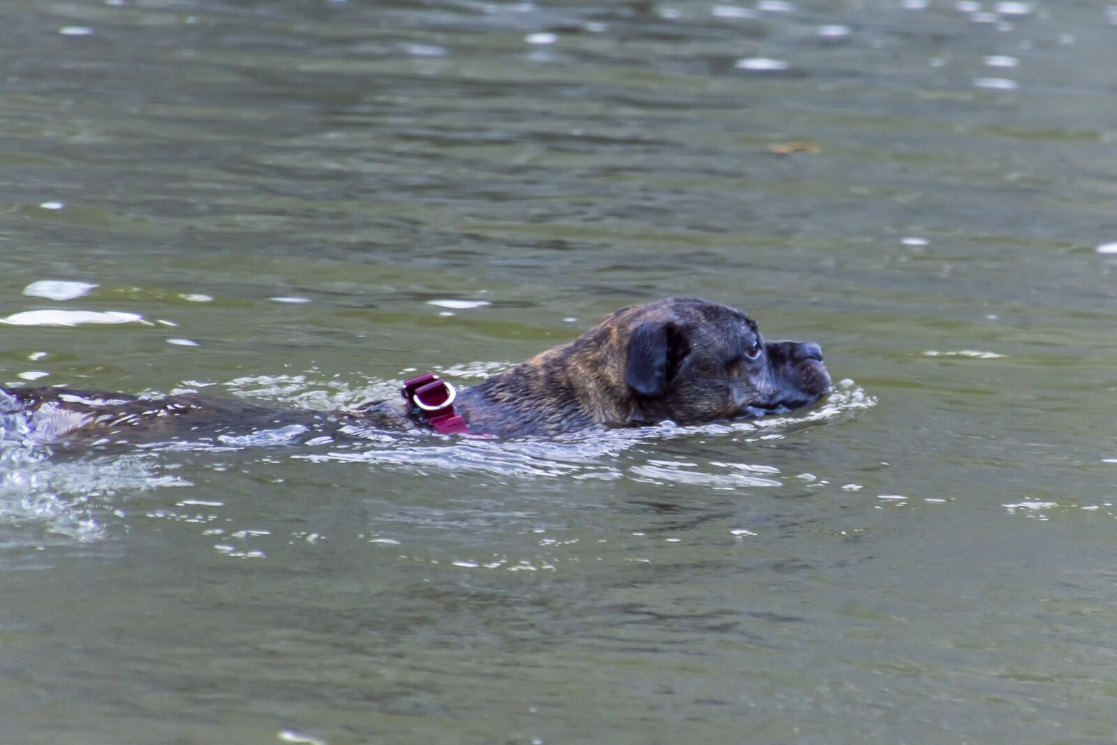 Nikon D3200 + Tamron 16-300mm F3.5-6.3 Di II VC PZD Macro sample photo. Dog, swimming, river photography