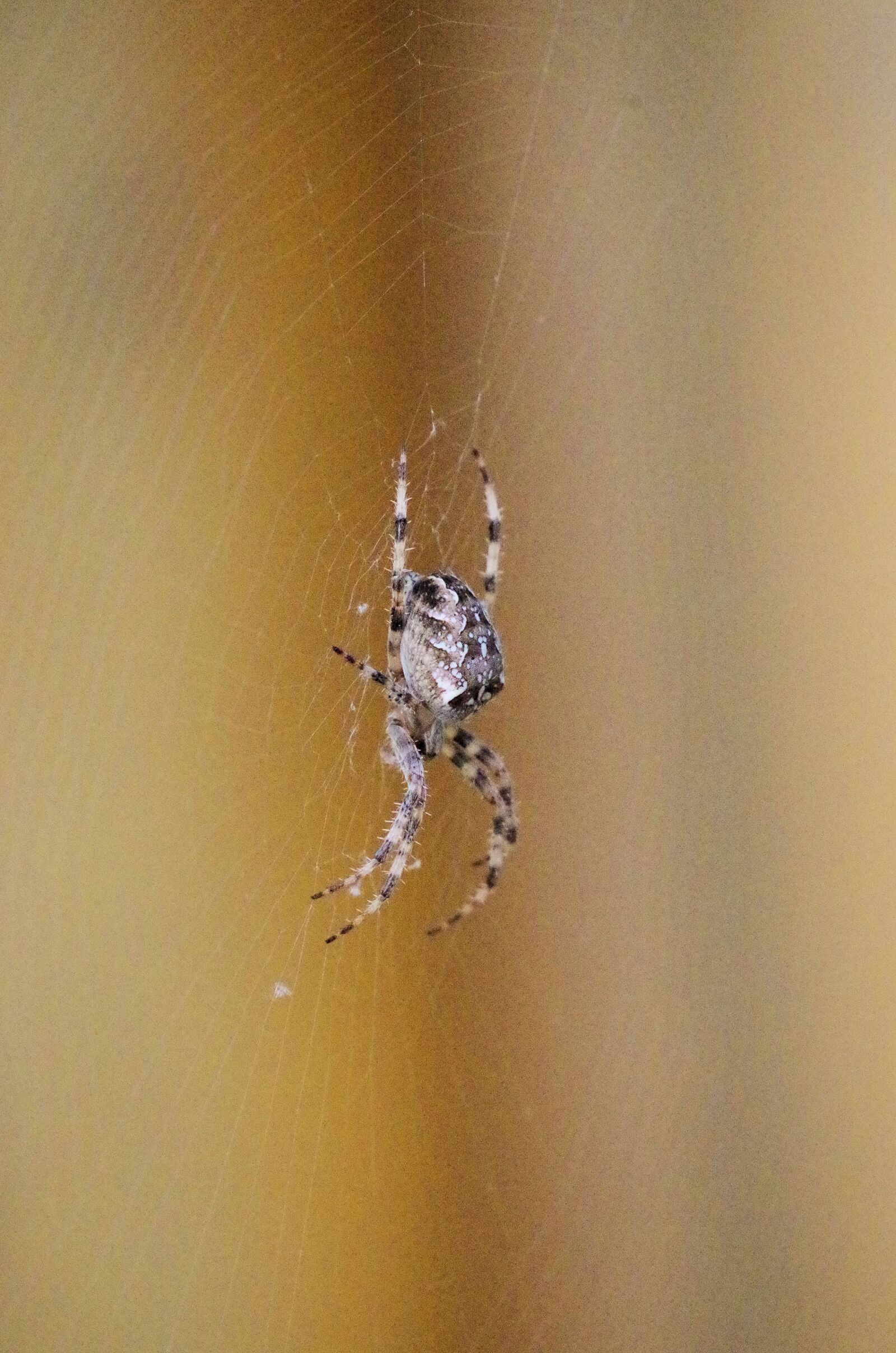 Pentax K-50 sample photo. Spider, araneus, cobweb photography