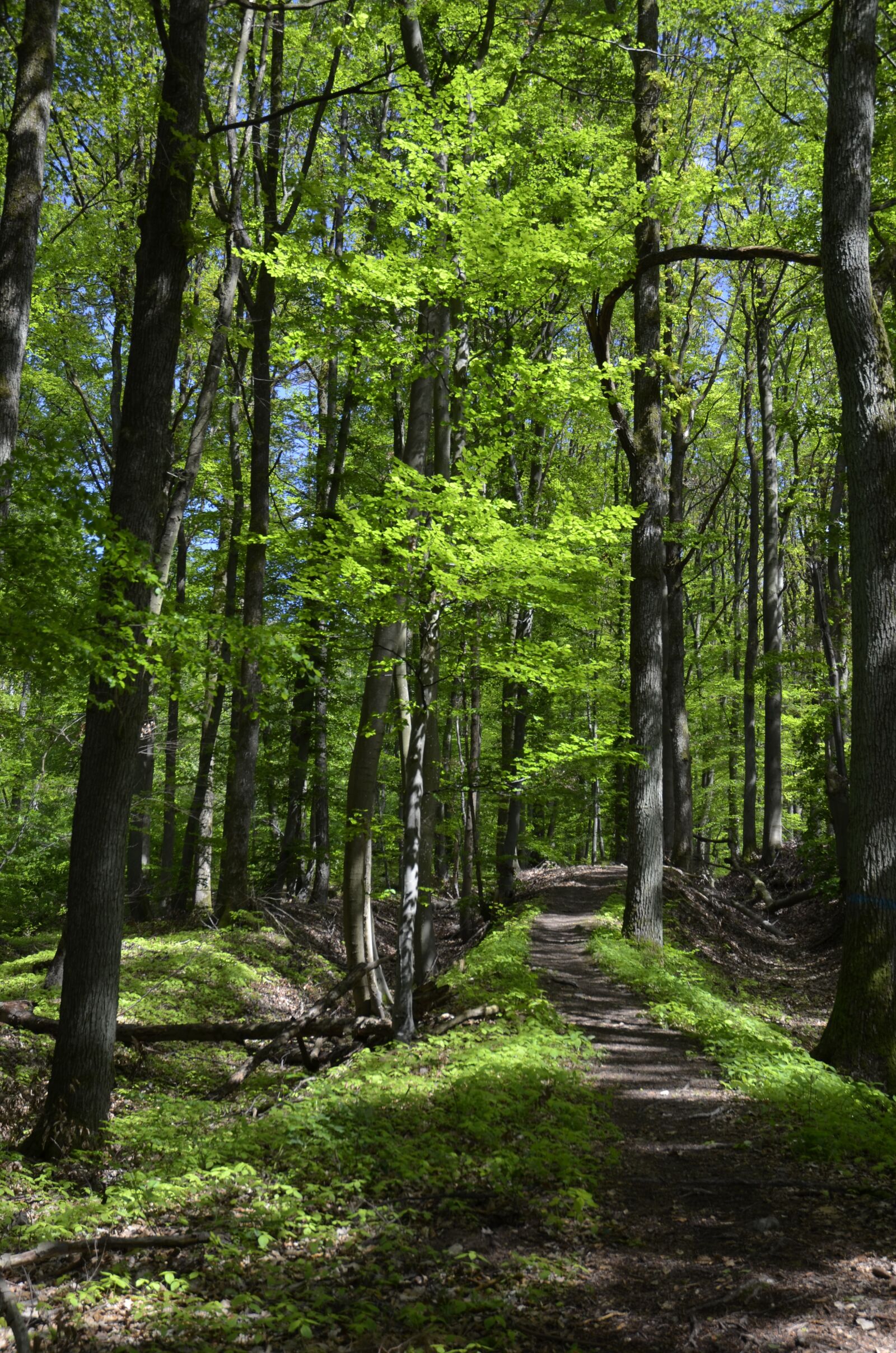Nikon D5100 sample photo. Forest, forest path, away photography
