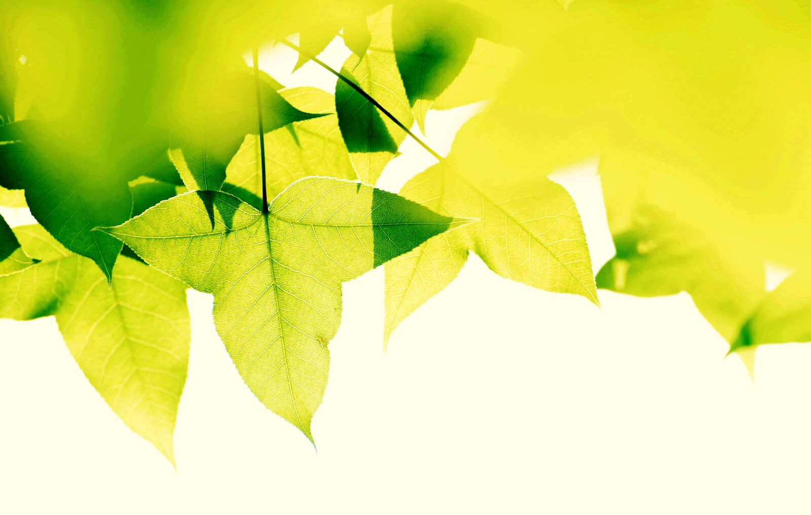 Nikon D750 sample photo. Maple, green leaf, sunshine photography