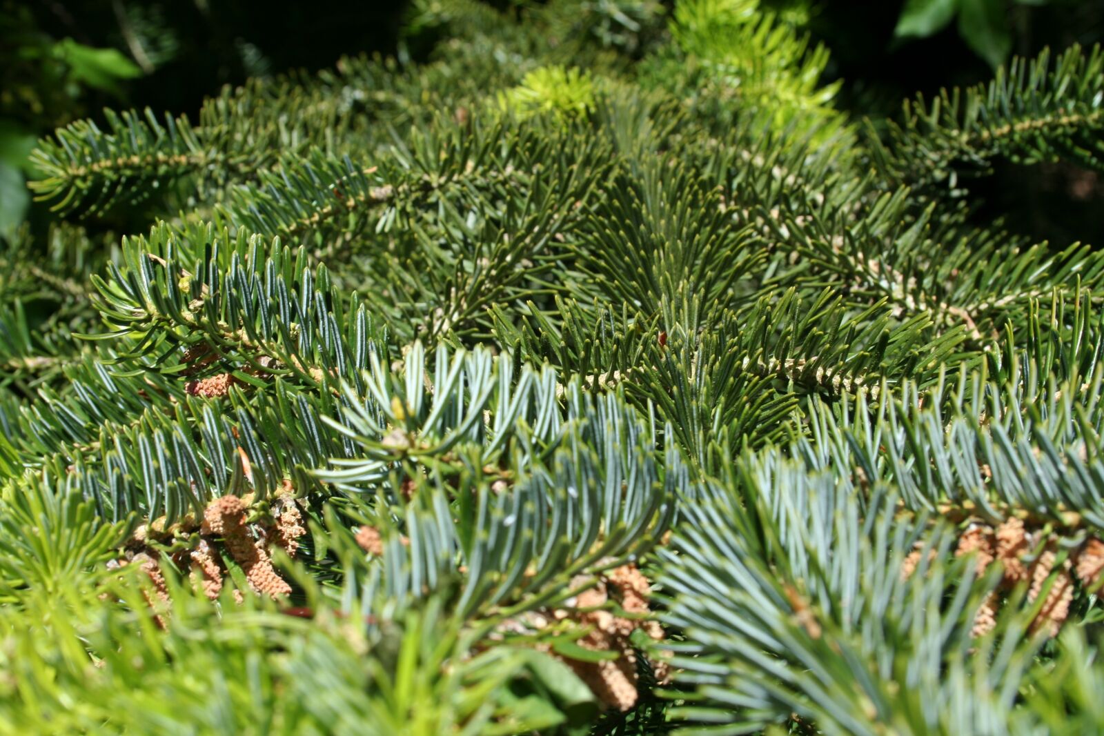 Canon EOS 350D (EOS Digital Rebel XT / EOS Kiss Digital N) sample photo. Needle, evergreen, conifers photography