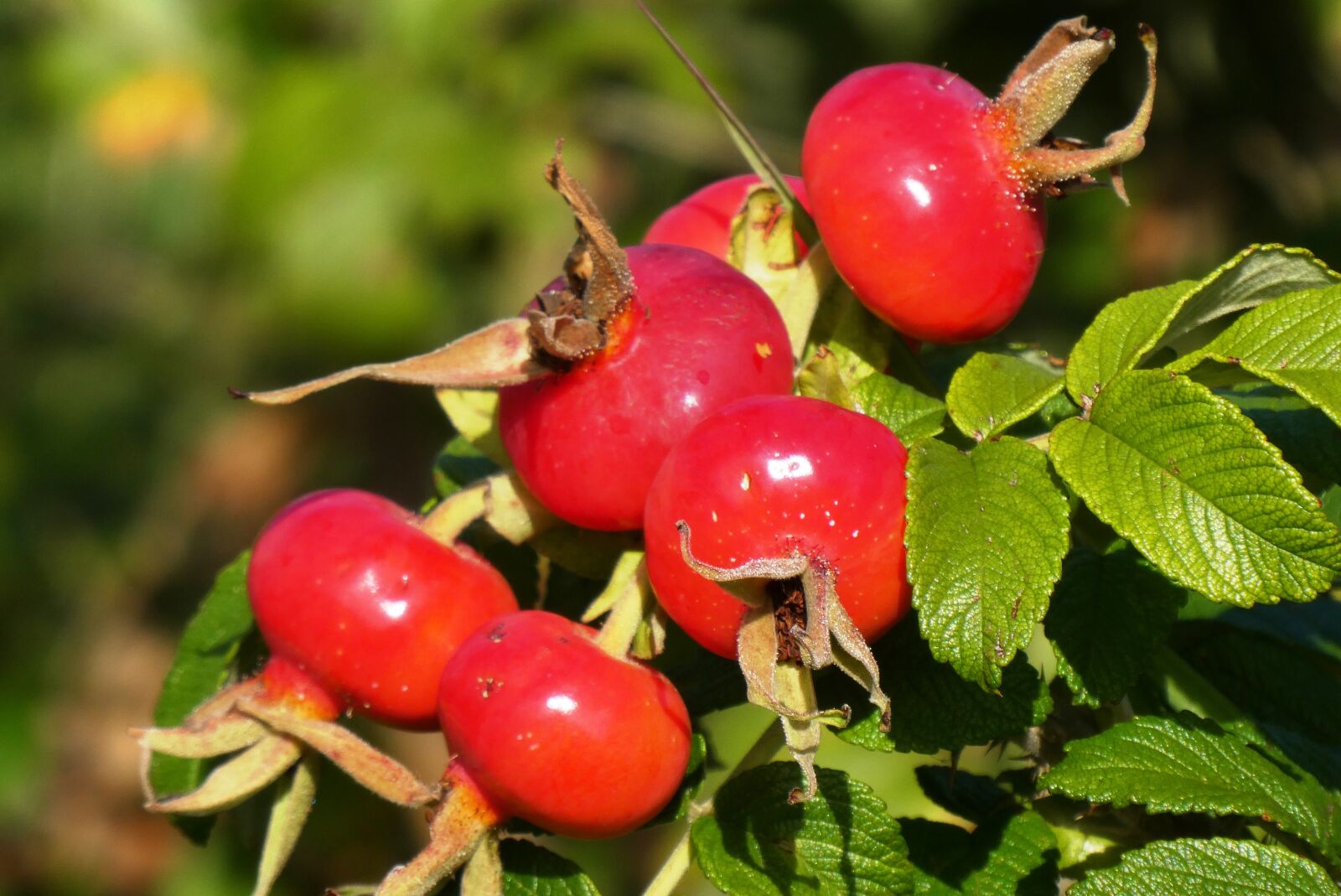 Panasonic Lumix DC-ZS70 (Lumix DC-TZ90) sample photo. Rosehips, fruits, autumn photography