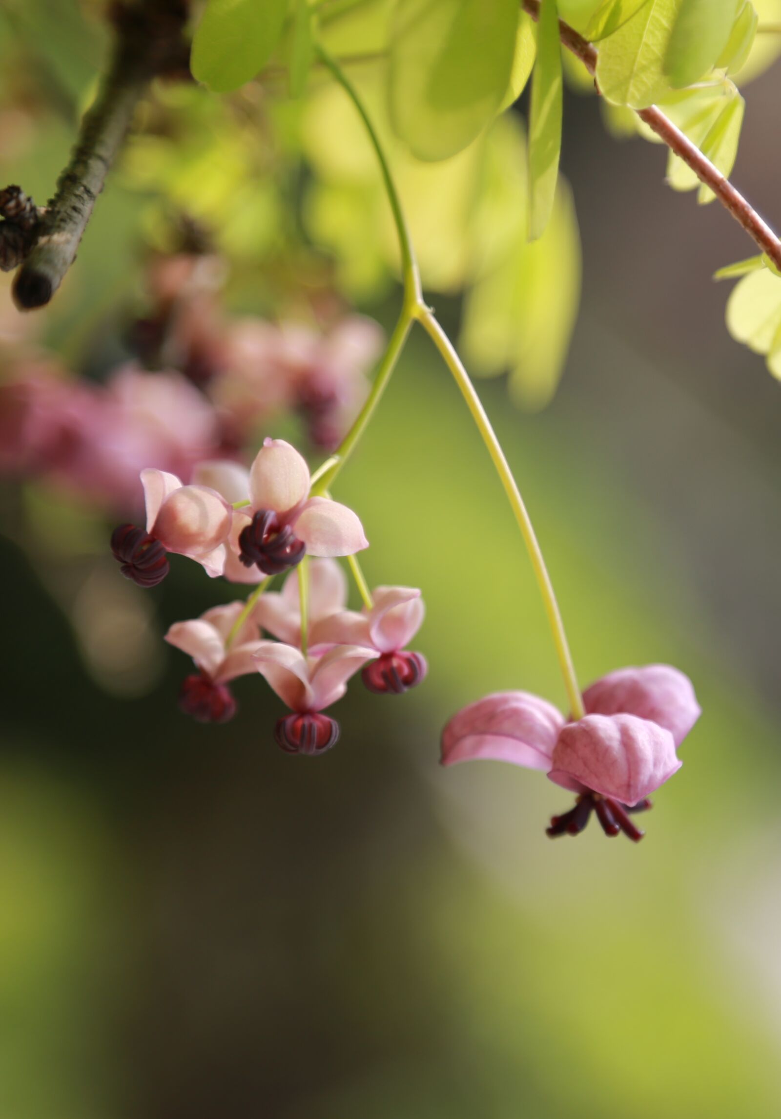 Canon EOS 6D + Canon EF 24-105mm F4L IS USM sample photo. Flowers, wildflower, plants photography