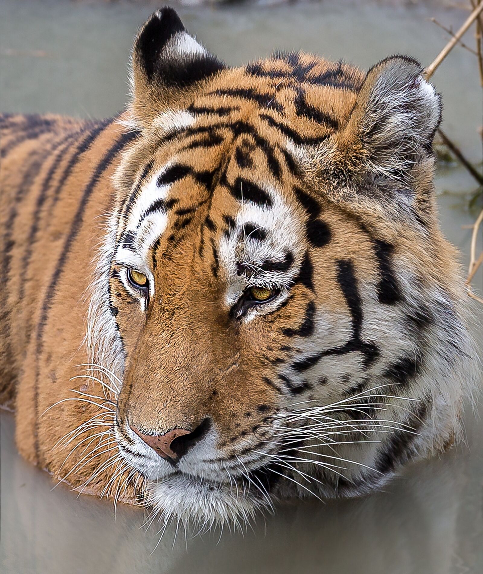 Canon EOS 5D Mark III + Canon EF 70-300mm F4-5.6L IS USM sample photo. Tiger, zoom, gelsenkirchen zoo photography