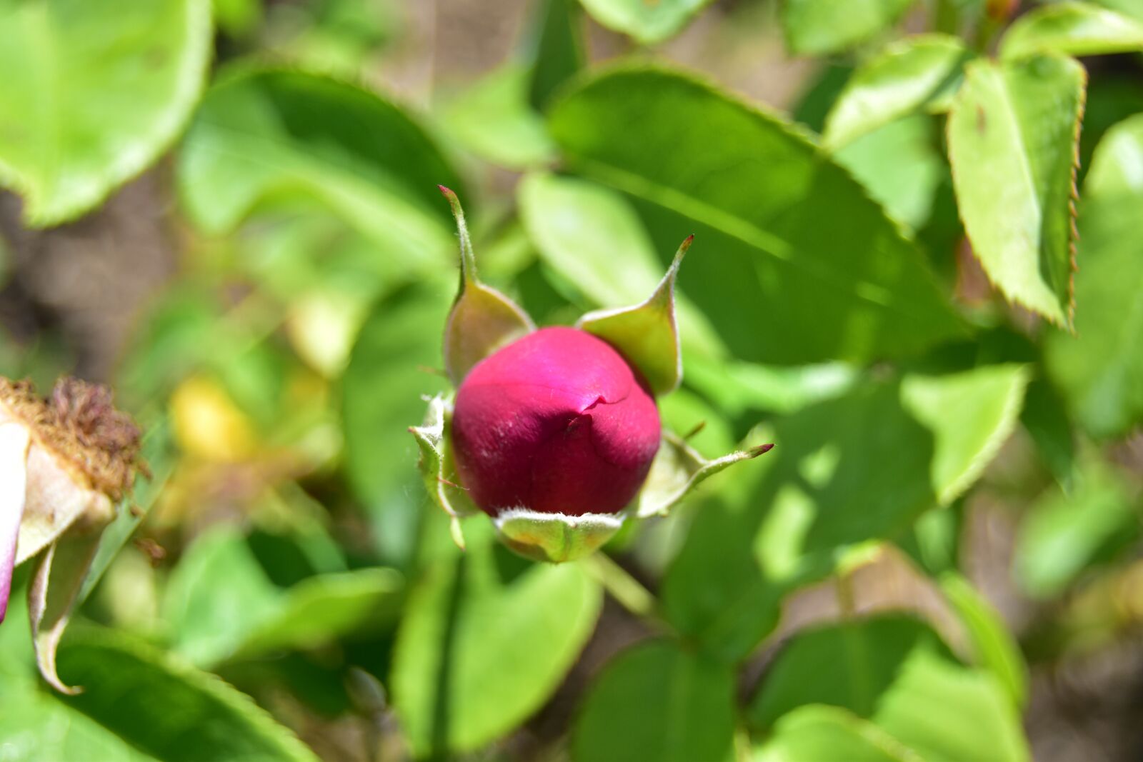Nikon D5600 sample photo. Red rose, bud, bloom photography