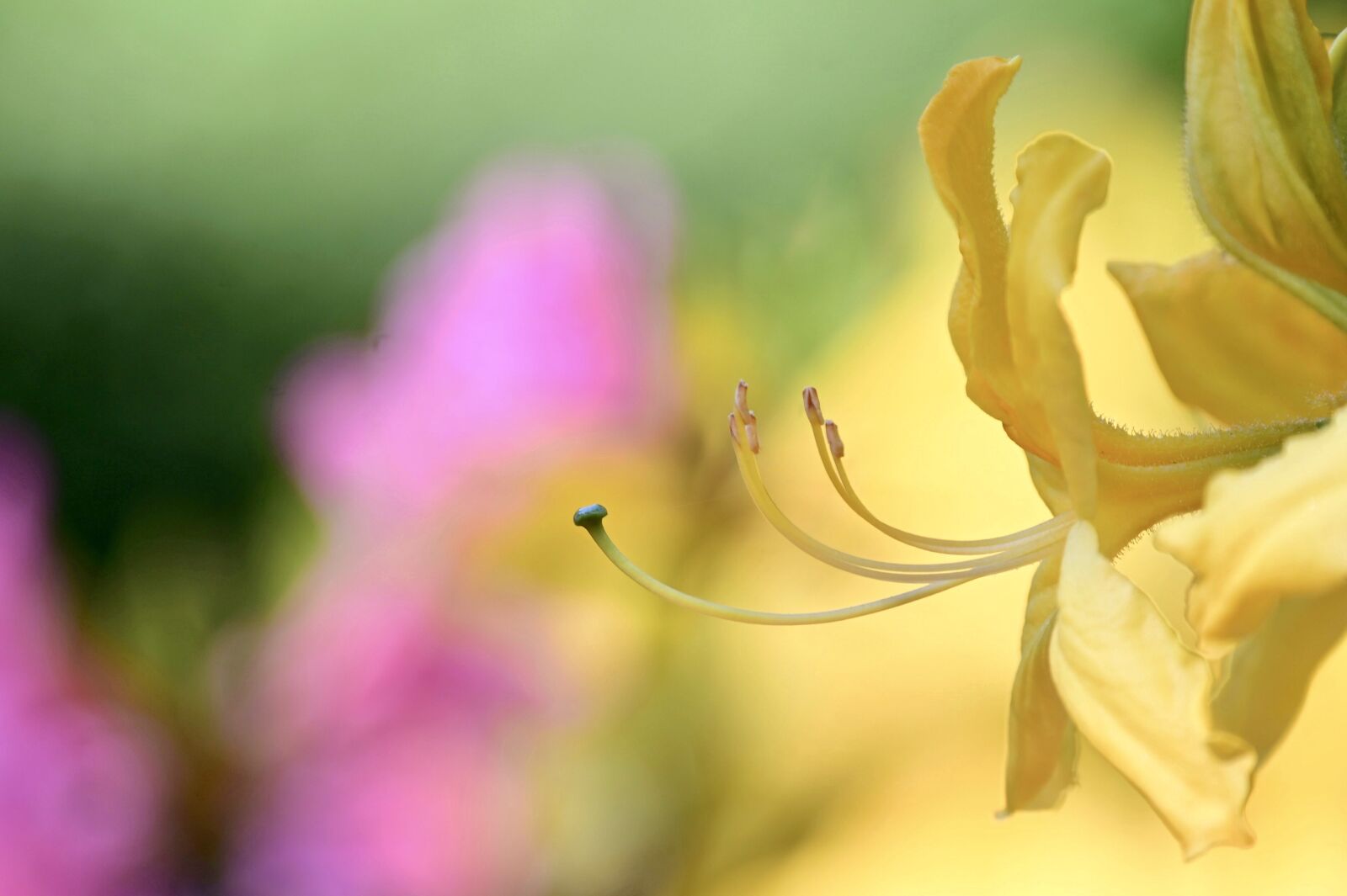 Nikon Z6 sample photo. Rhododendron, yellow, bright photography