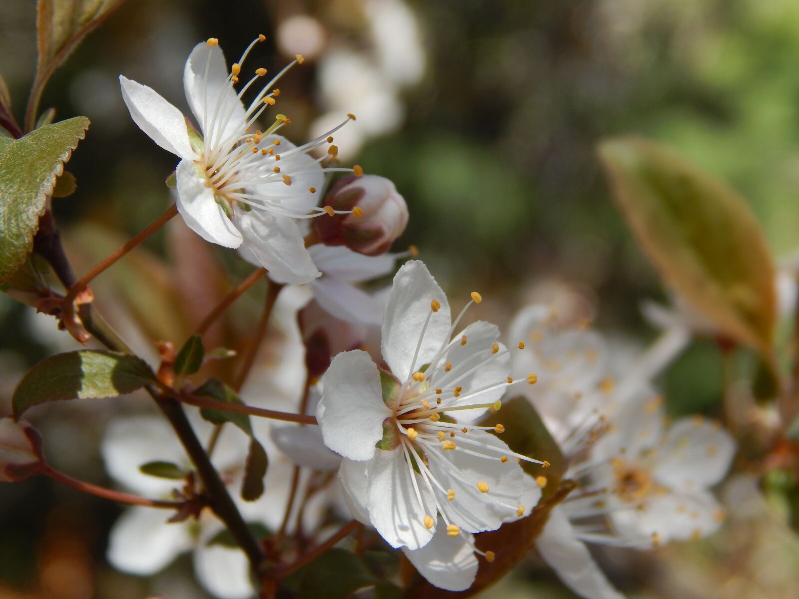 Nikon Coolpix L820 sample photo. Cherry, flower, spring photography