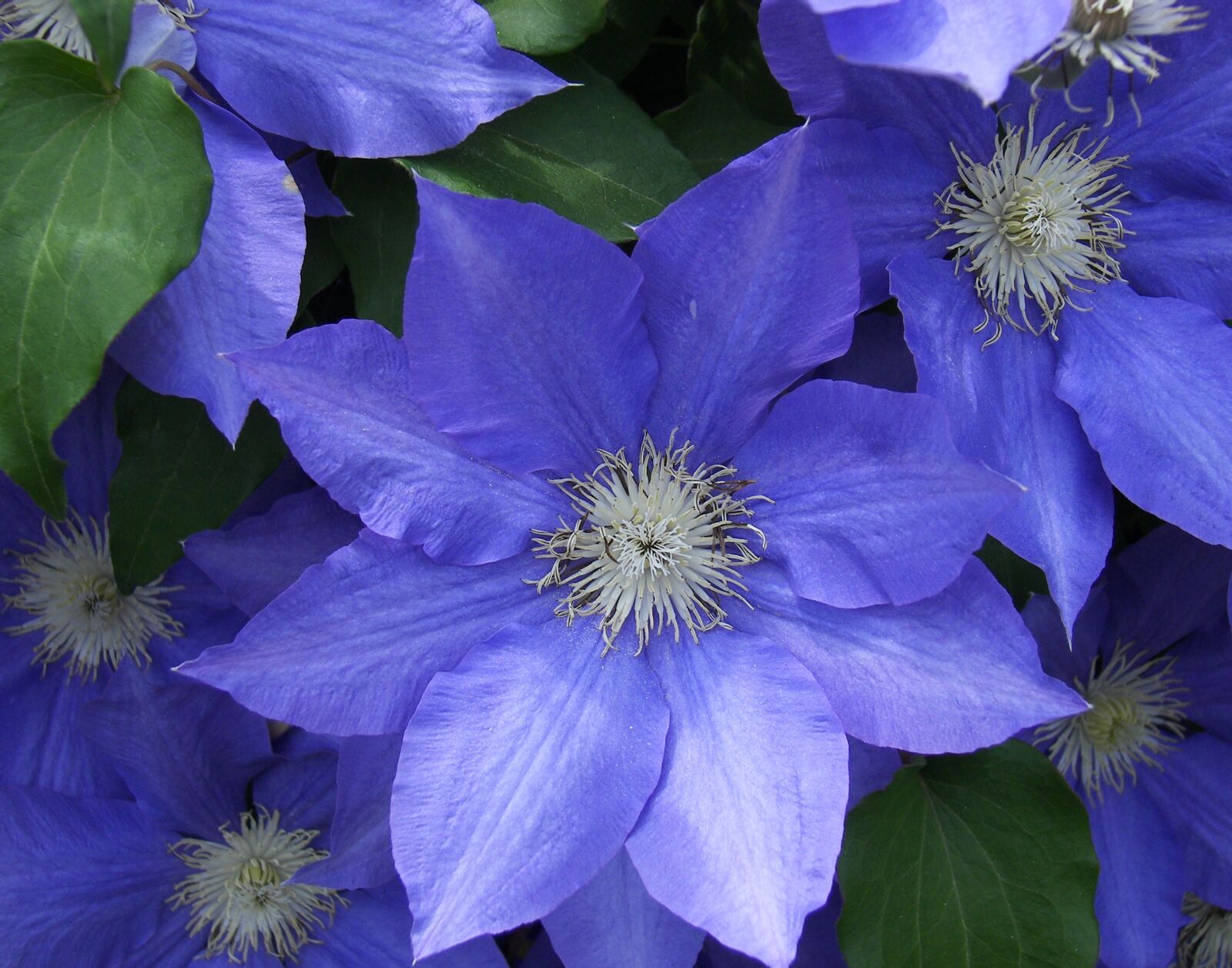 Kodak P712 ZOOM DIGITAL CAMERA sample photo. Flower, clematis, blue photography