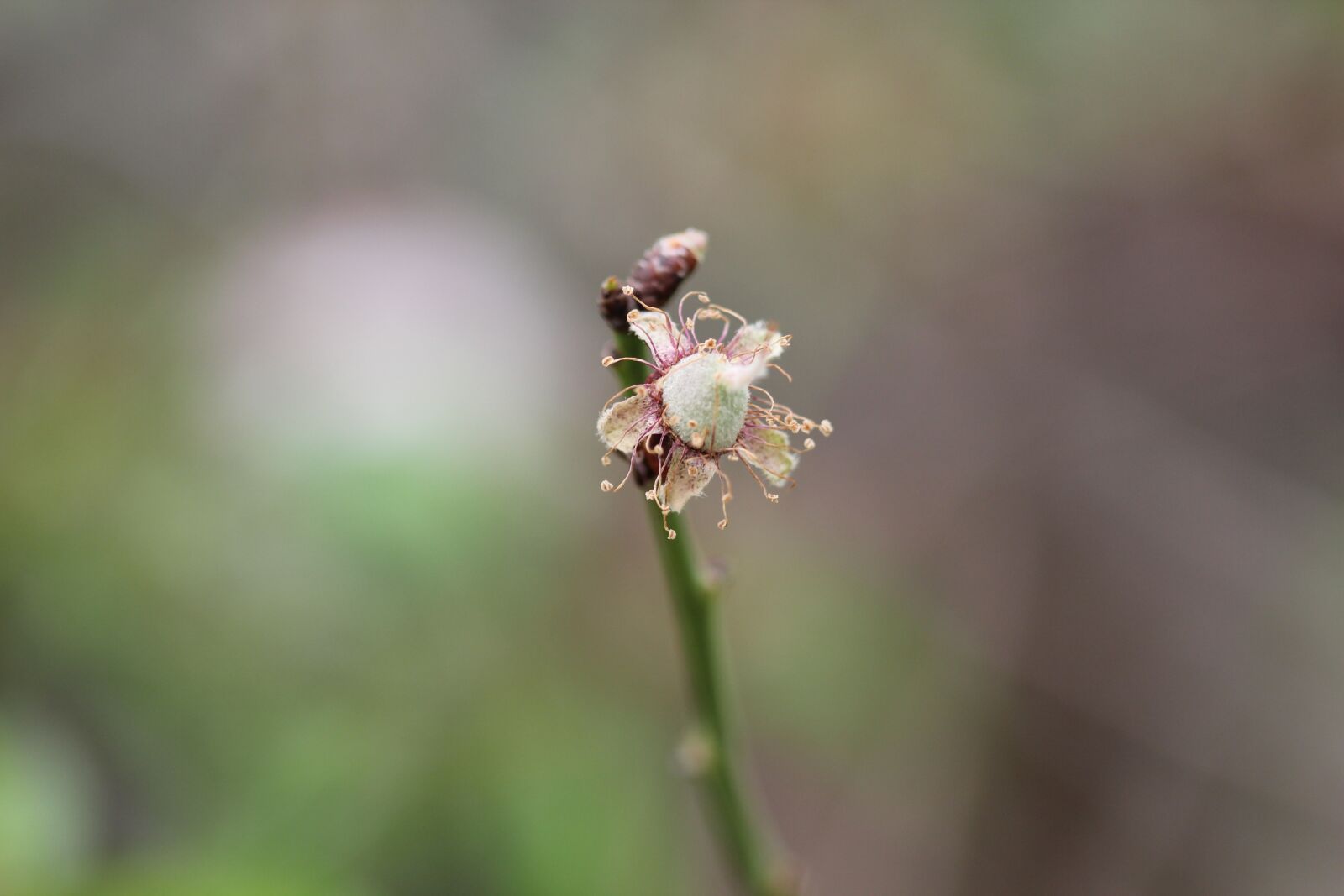 Canon EOS 550D (EOS Rebel T2i / EOS Kiss X4) sample photo. Green, flower, background photography