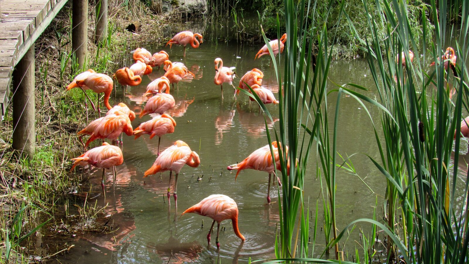 Canon PowerShot SX520 HS sample photo. Flamingo, wading bird, pond photography