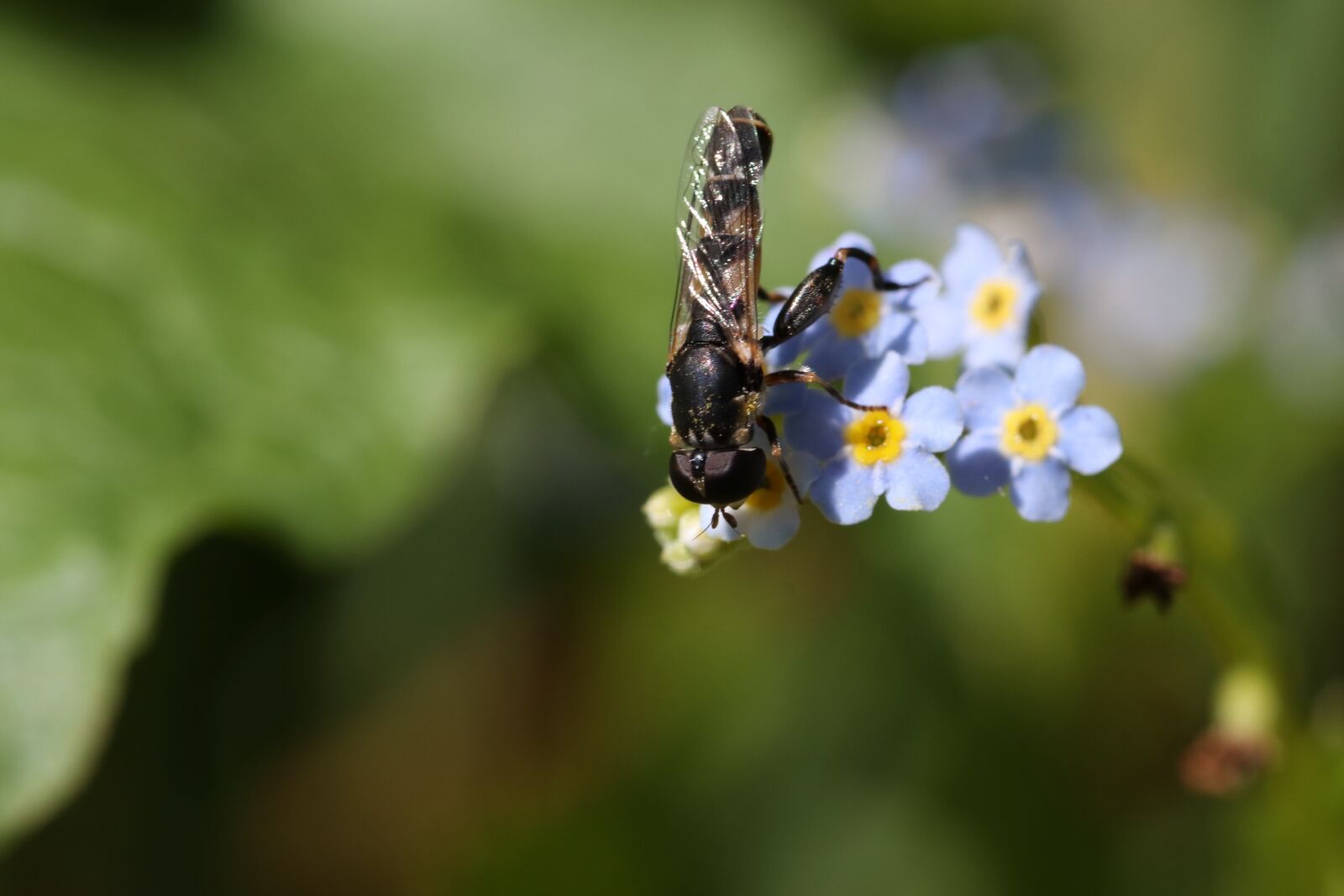 Tamron SP 90mm F2.8 Di VC USD 1:1 Macro sample photo. Forget-me-not, insect, macro photography
