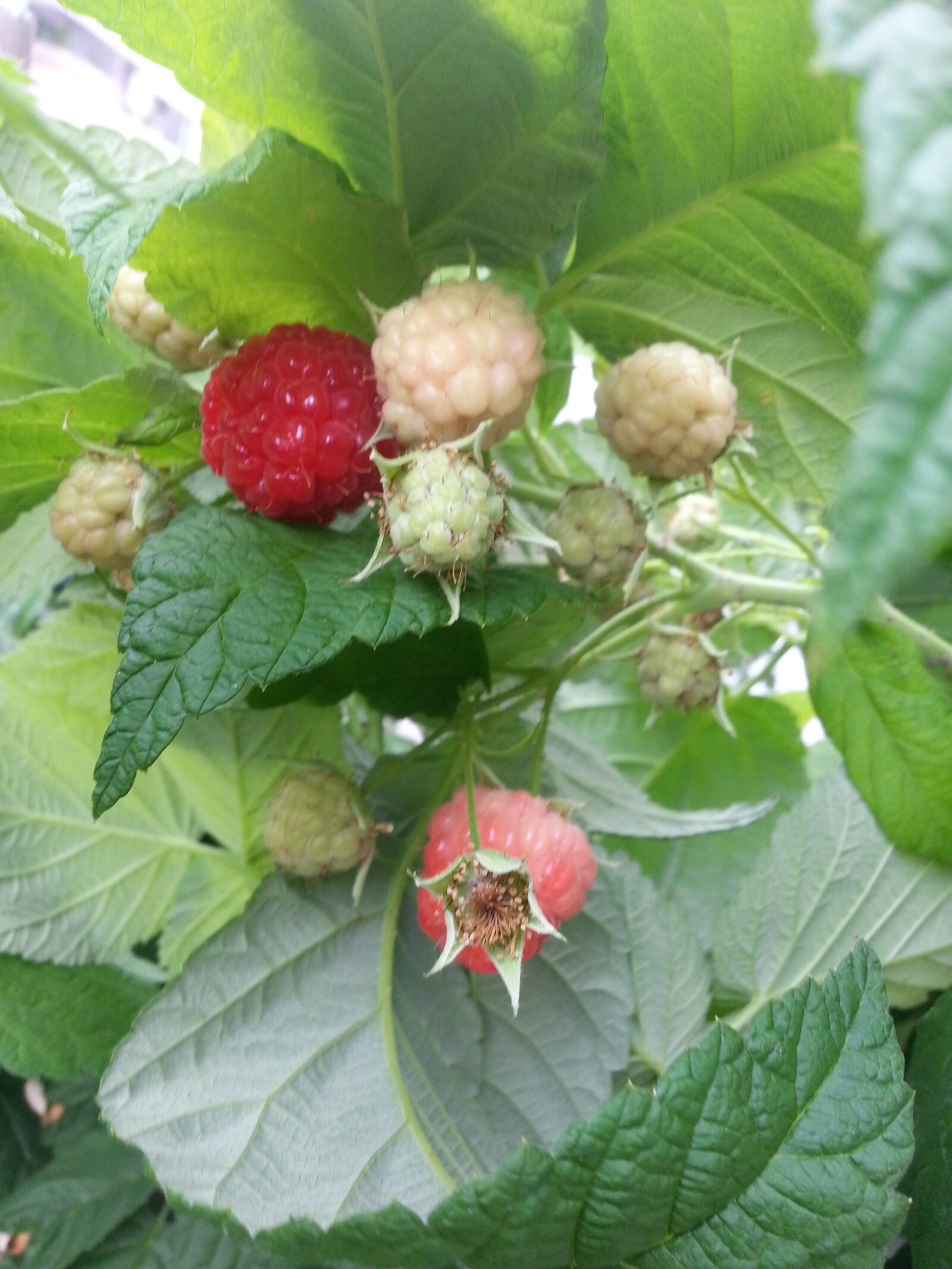 Samsung Galaxy S3 sample photo. Himbeer, raspberry photography