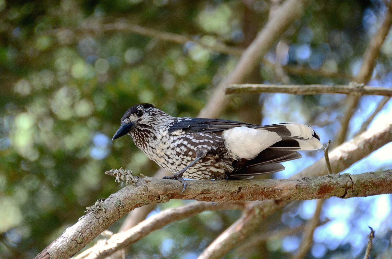 Nikon D7000 sample photo. Nutcracker, bird, animals photography