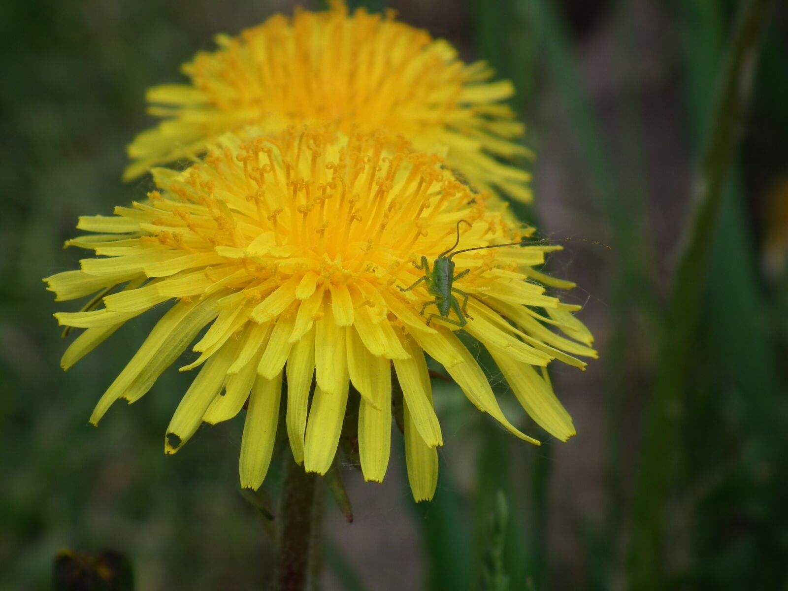 FujiFilm FinePix HS10 (FinePix HS11) sample photo. Dandelion, nature, blossom photography