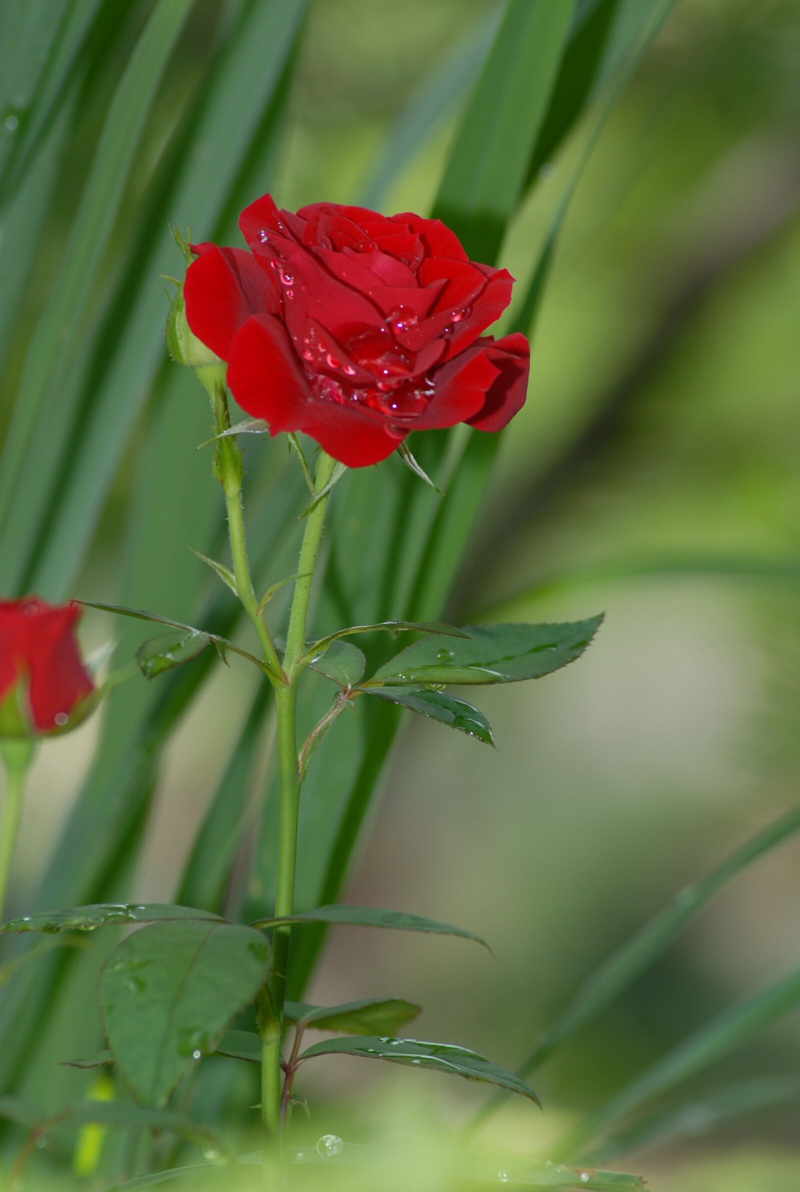 Nikon D200 sample photo. Red roses, wild, flowers photography