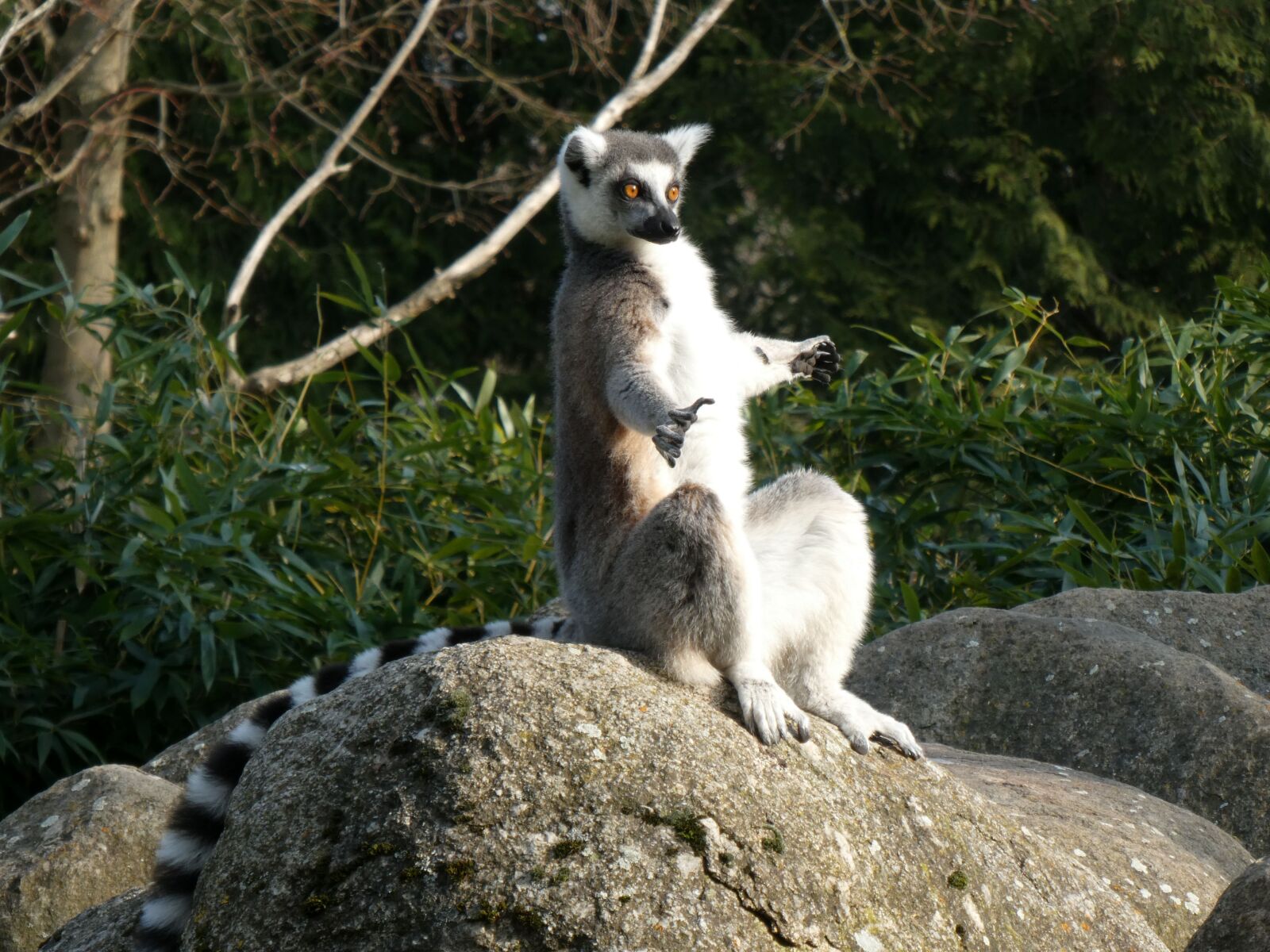 Panasonic DC-TZ91 sample photo. Lemur, primates, animal world photography