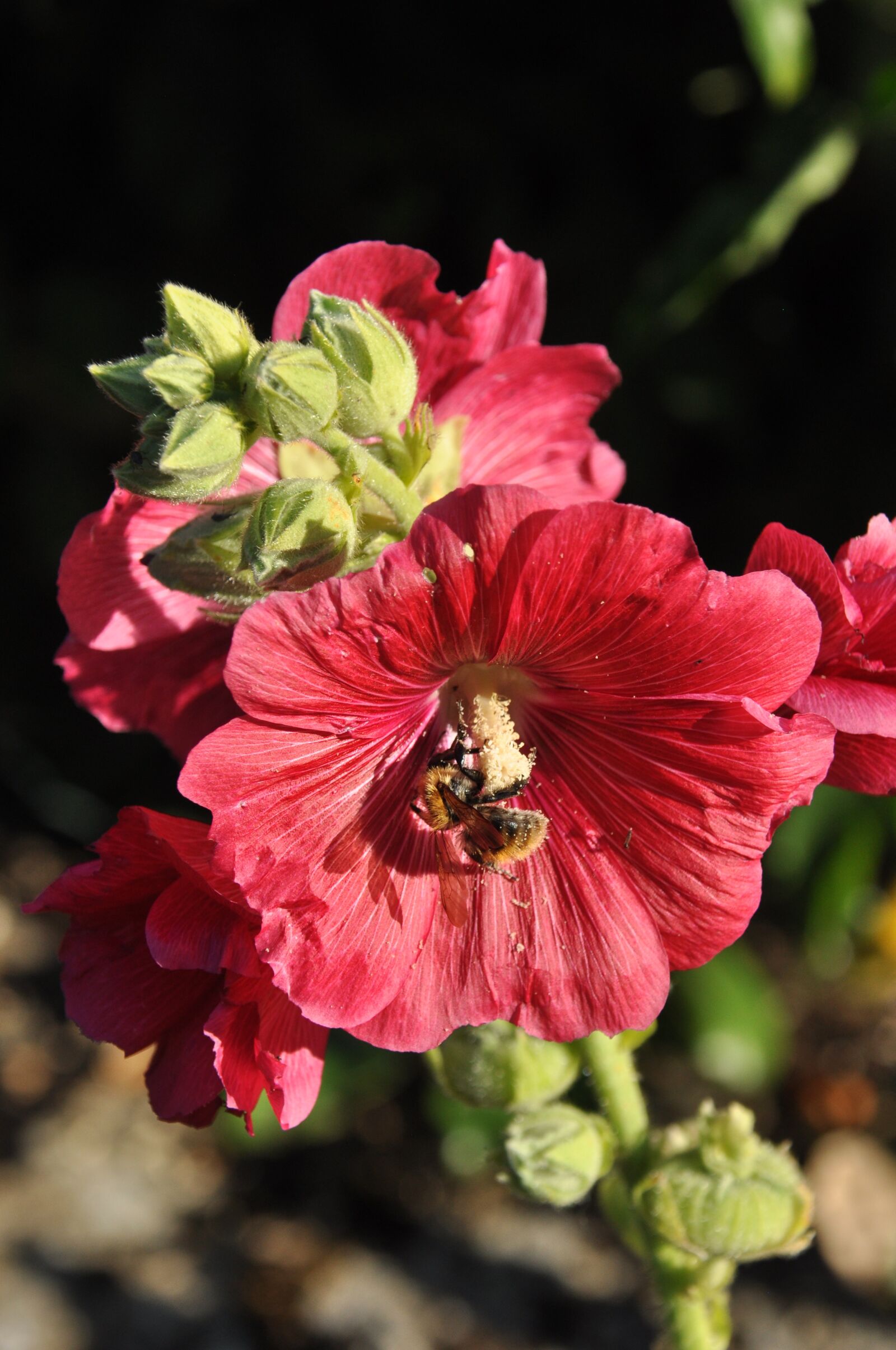 Nikon D90 sample photo. Bee, forage, flower photography