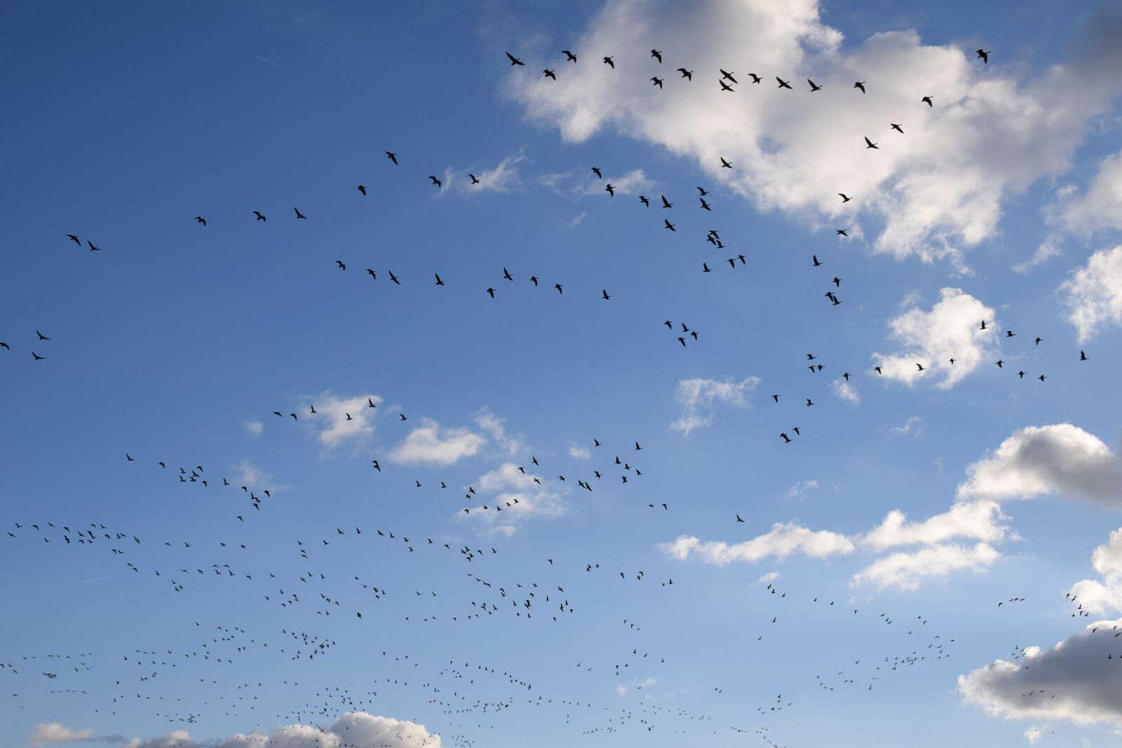Nikon D5300 sample photo. Geese, goose, bird photography