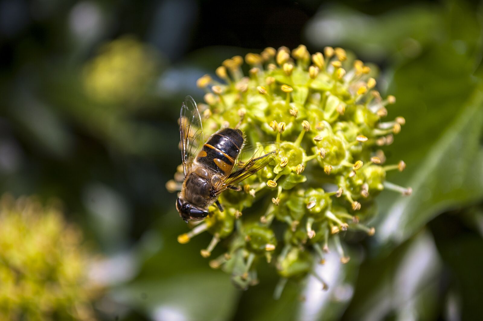 Nikon D40 sample photo. Plant, insect, nature photography