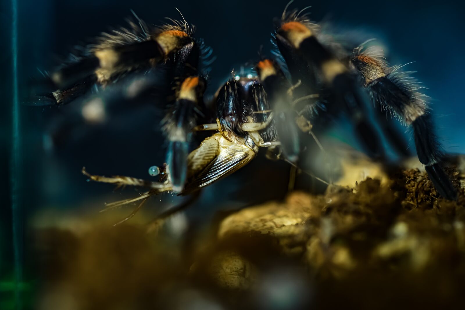 Nikon D750 sample photo. Tree tarantula, giant bird photography