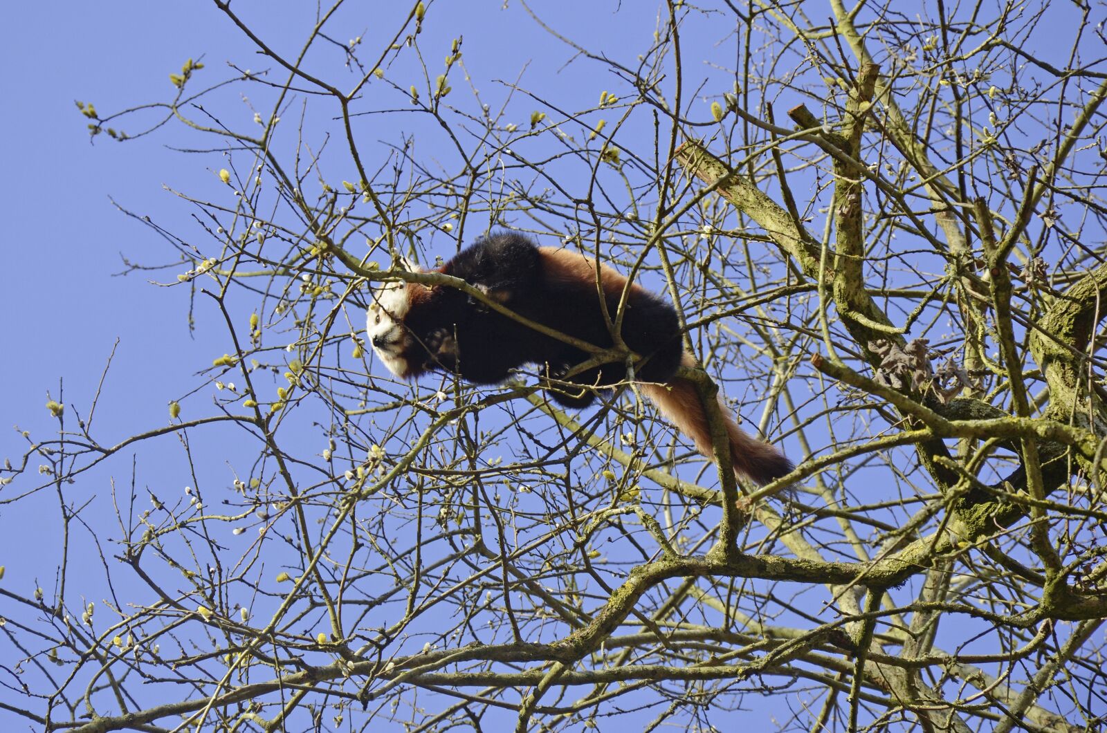 Nikon D5100 sample photo. Panda, bear, tree photography