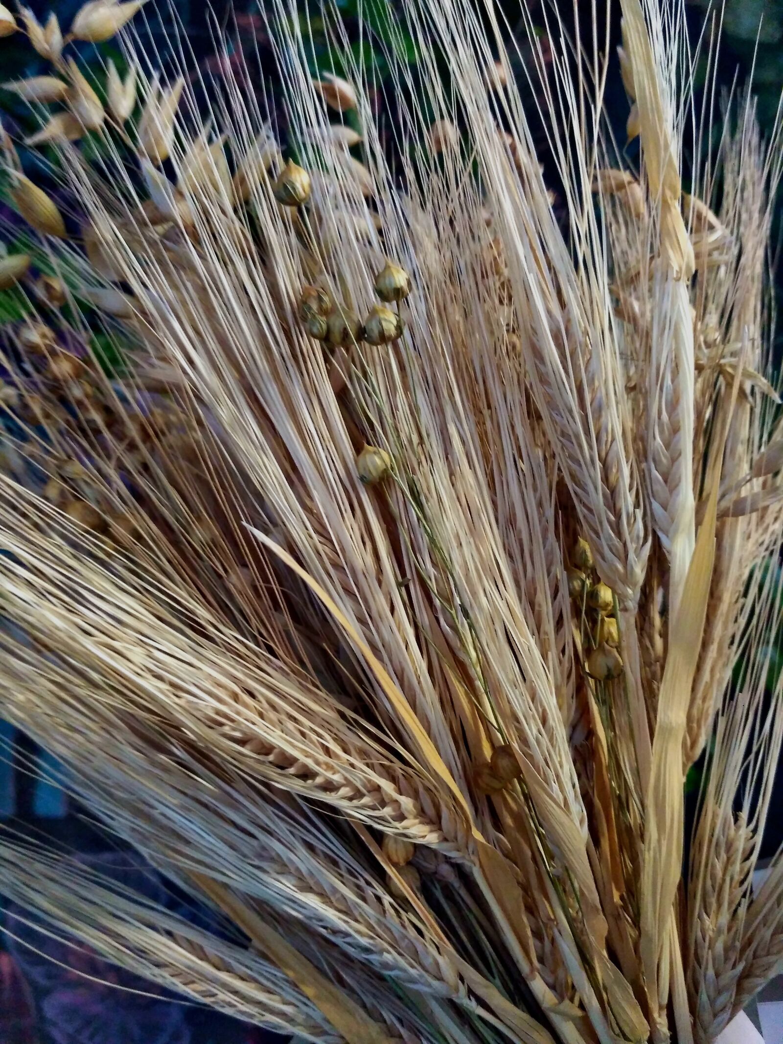 Xiaomi Redmi 3S sample photo. Rye, wheat, oats photography