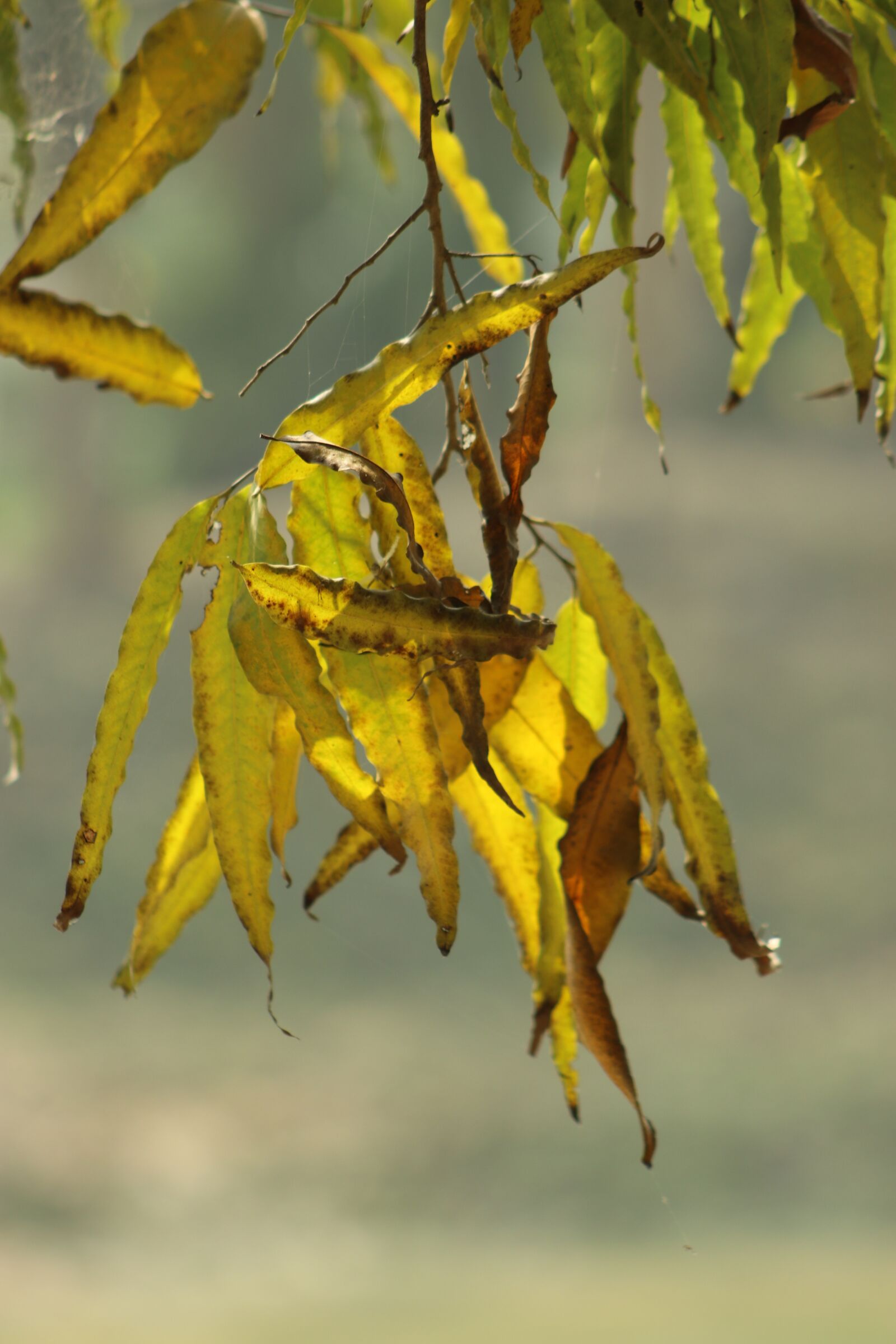 Canon EF75-300mm f/4-5.6 sample photo. Yellow, nature, color photography