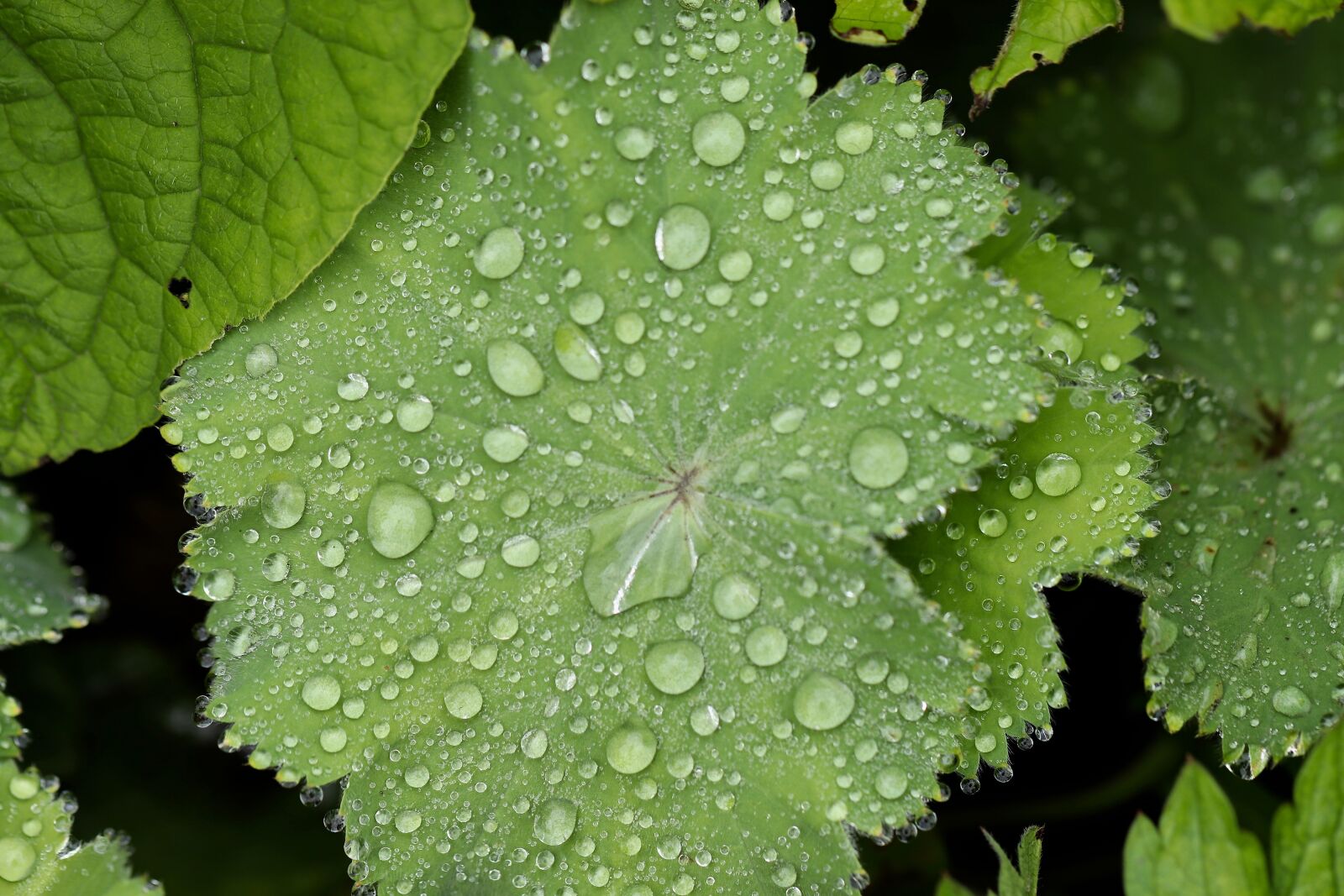 Canon EOS 800D (EOS Rebel T7i / EOS Kiss X9i) sample photo. Frauenmantel, velvet lady's mantle photography