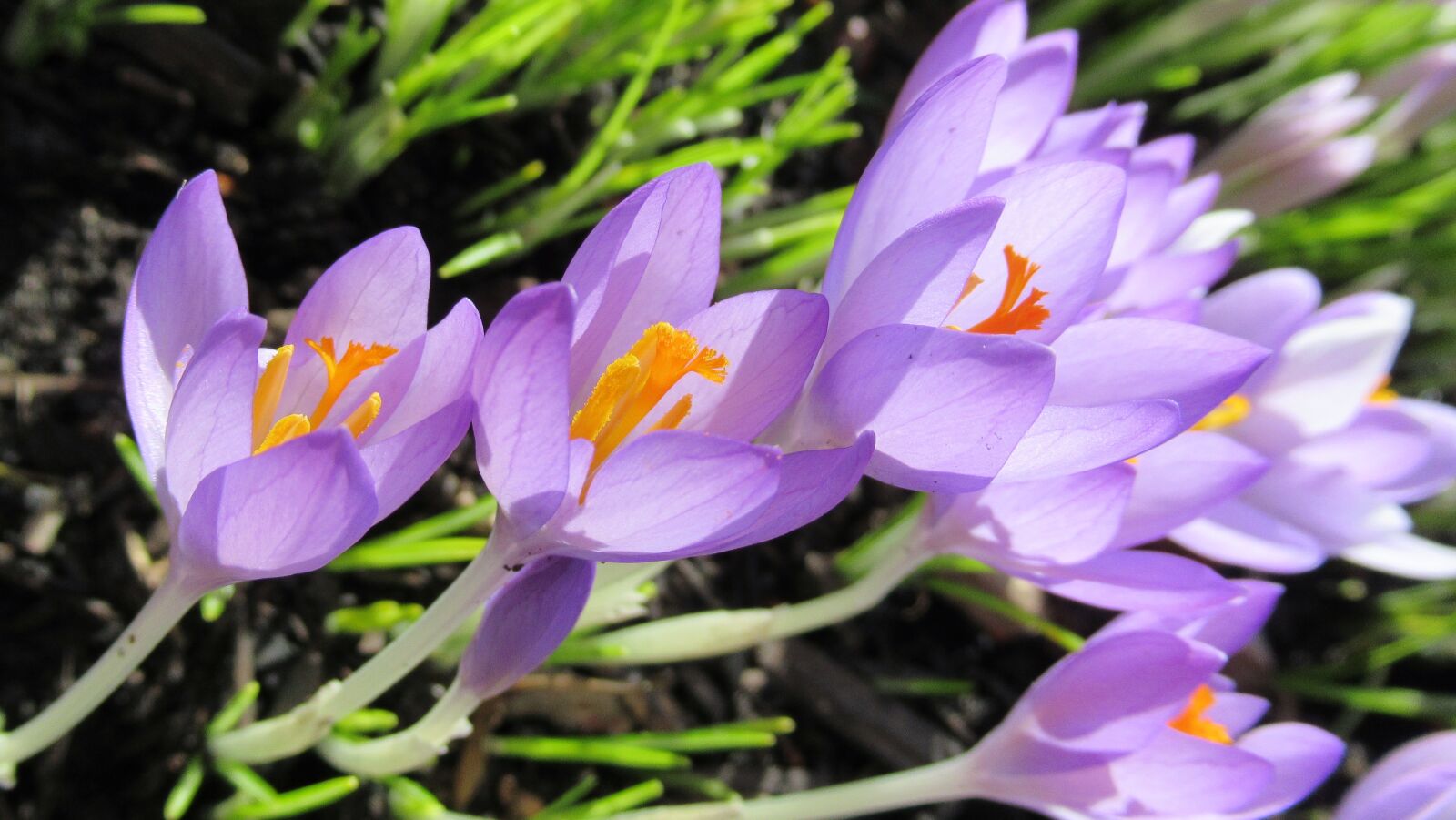 Canon PowerShot SX620 HS sample photo. Nature, flower, flora photography