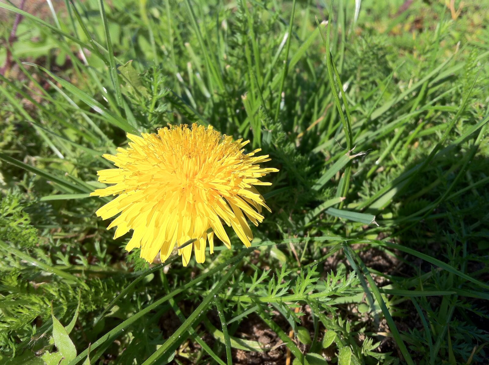 Apple iPhone 4 sample photo. Dandelion, meadow, pointed flower photography