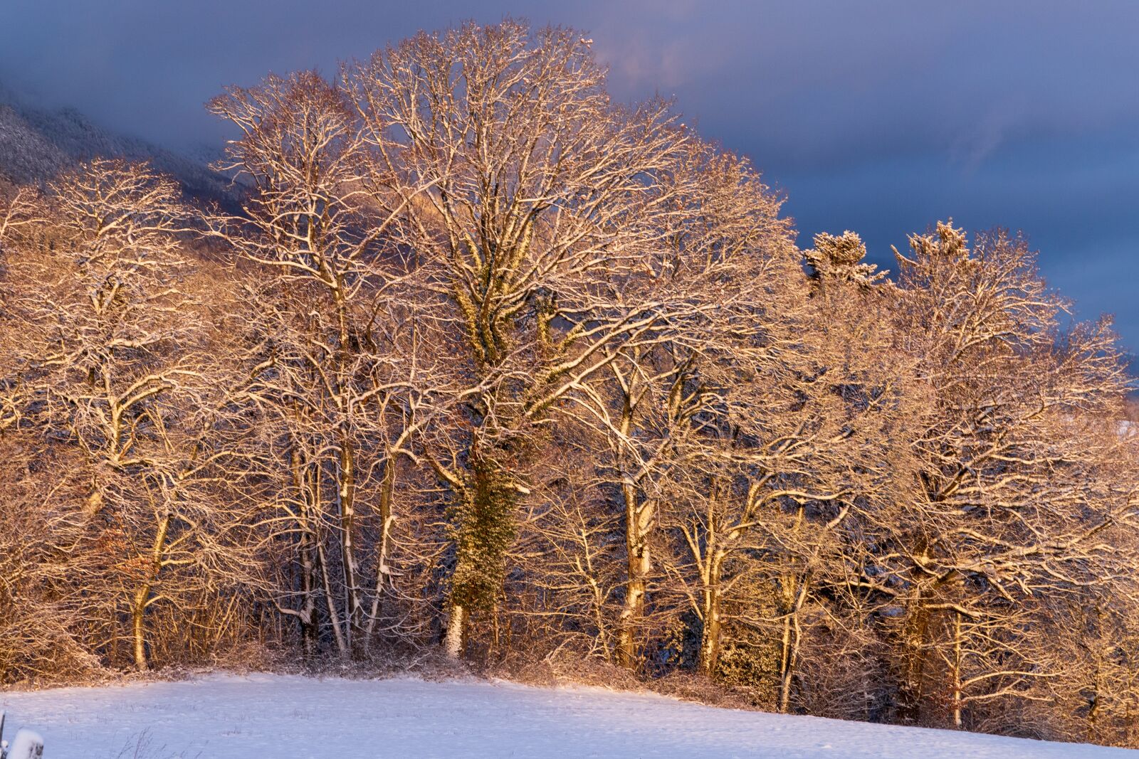 Canon EOS 6D Mark II sample photo. Trees, shining, light photography