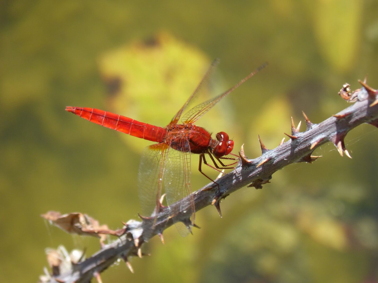 Panasonic DMC-FZ62 sample photo. Dragonfly, red dragonfly, erythraea photography