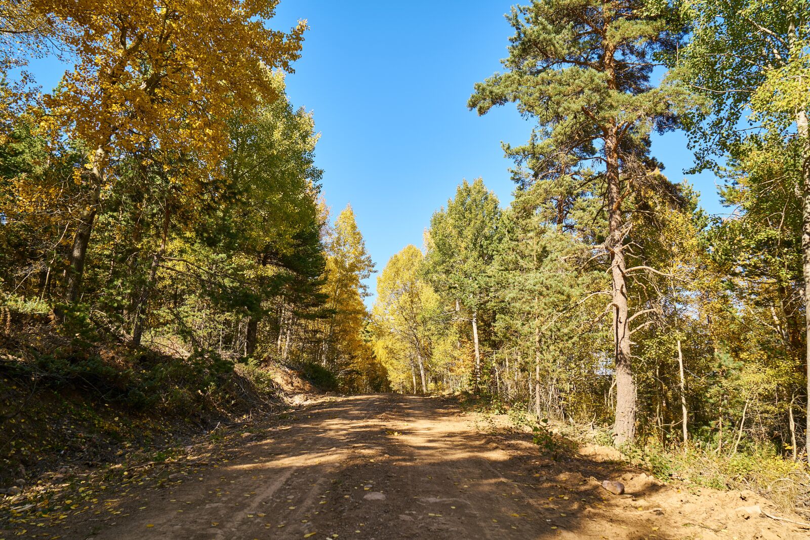 Sony a7R II sample photo. Mountains, trees, autumn photography